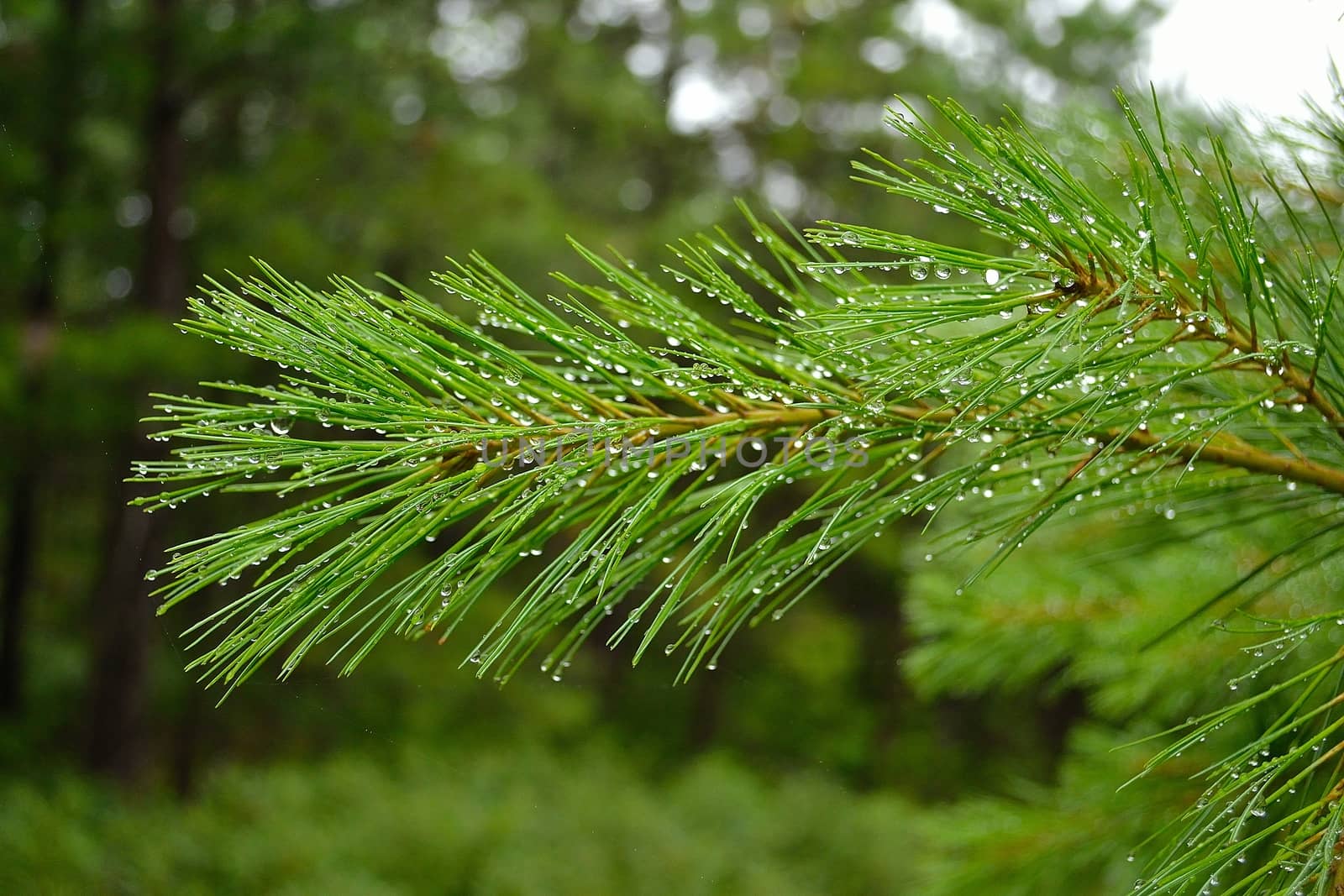 Picture of a small branch of a pine after a storm