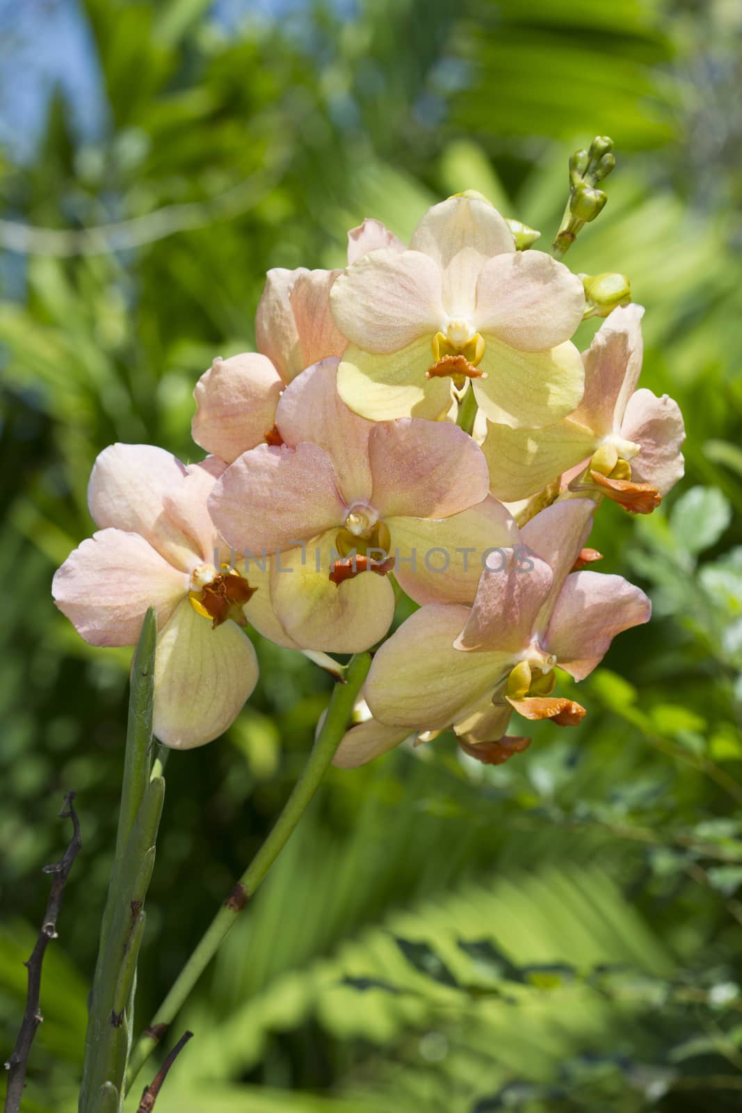 Vanda orchids, Natural yellow flowers bloom