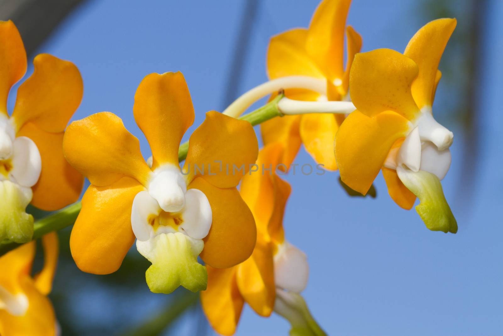 Vanda denisoniana is a species of orchid found from China (Yunnan) to northern Indochina.
