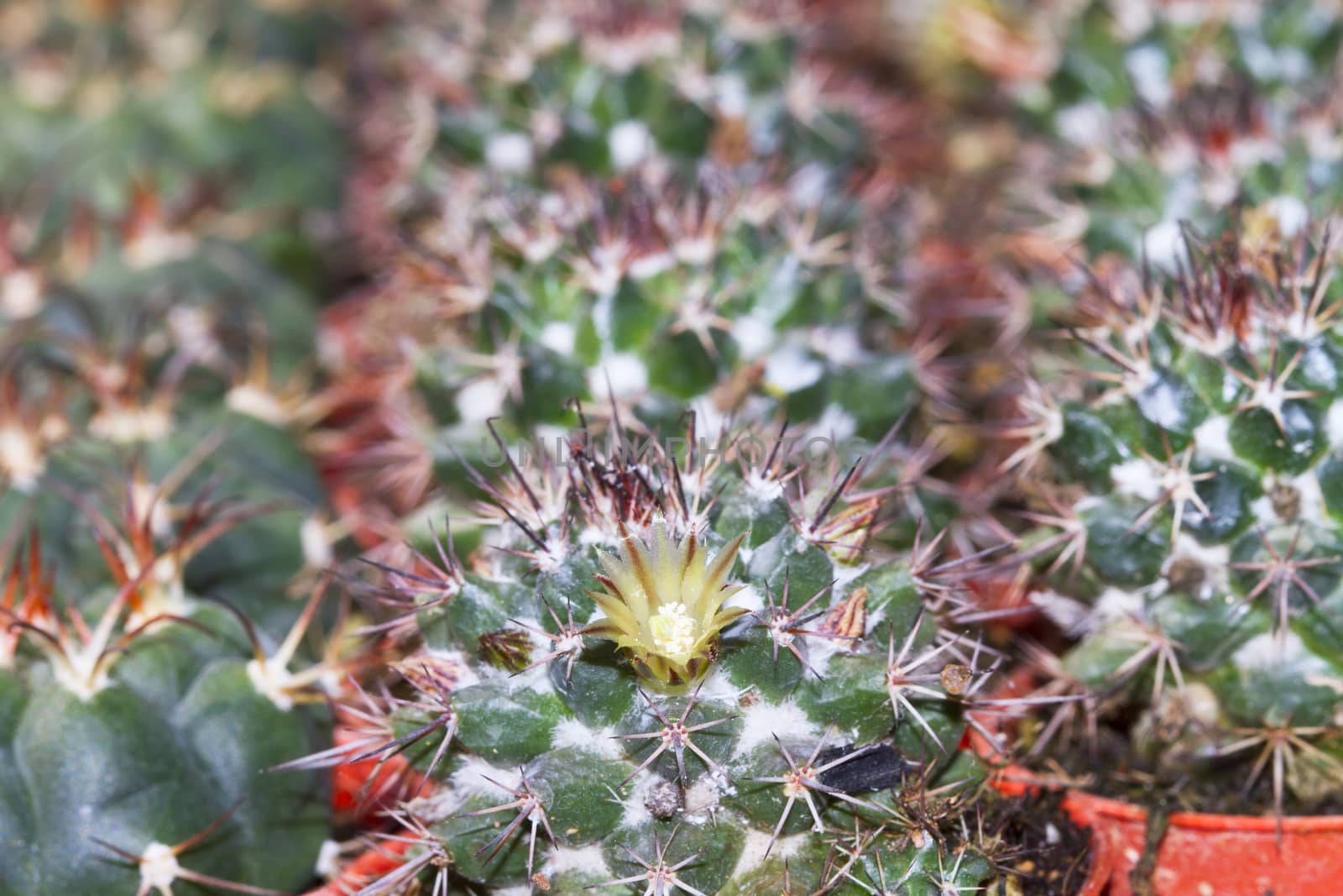Sharp pointed agave plant leaves