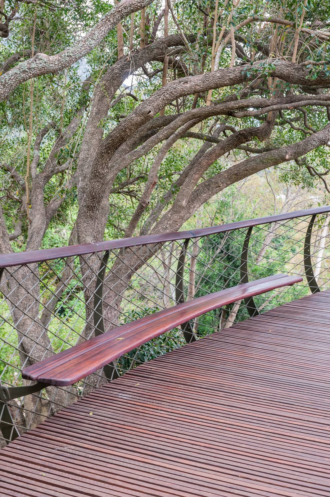 Bench on the Kirstenbosch Tree Canopy Walkway called the Boomslang (Tree Snake), winding for 130 meters like a snake 12 meters above the ground