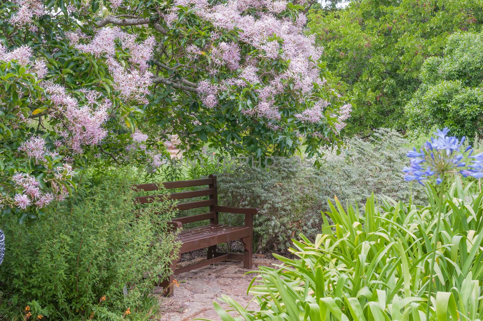 Rustic bench beneath a flowering Cape Chestnut tree in the Kirstenbosch National Botanical Gardens