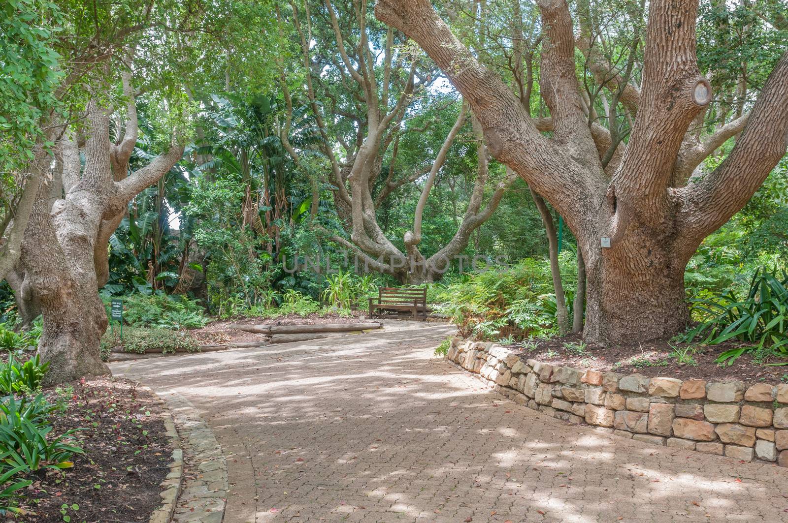 A shady walkway and bench in the  Kirstenbosch National Botanical Garden in Newlands, Cape Town
