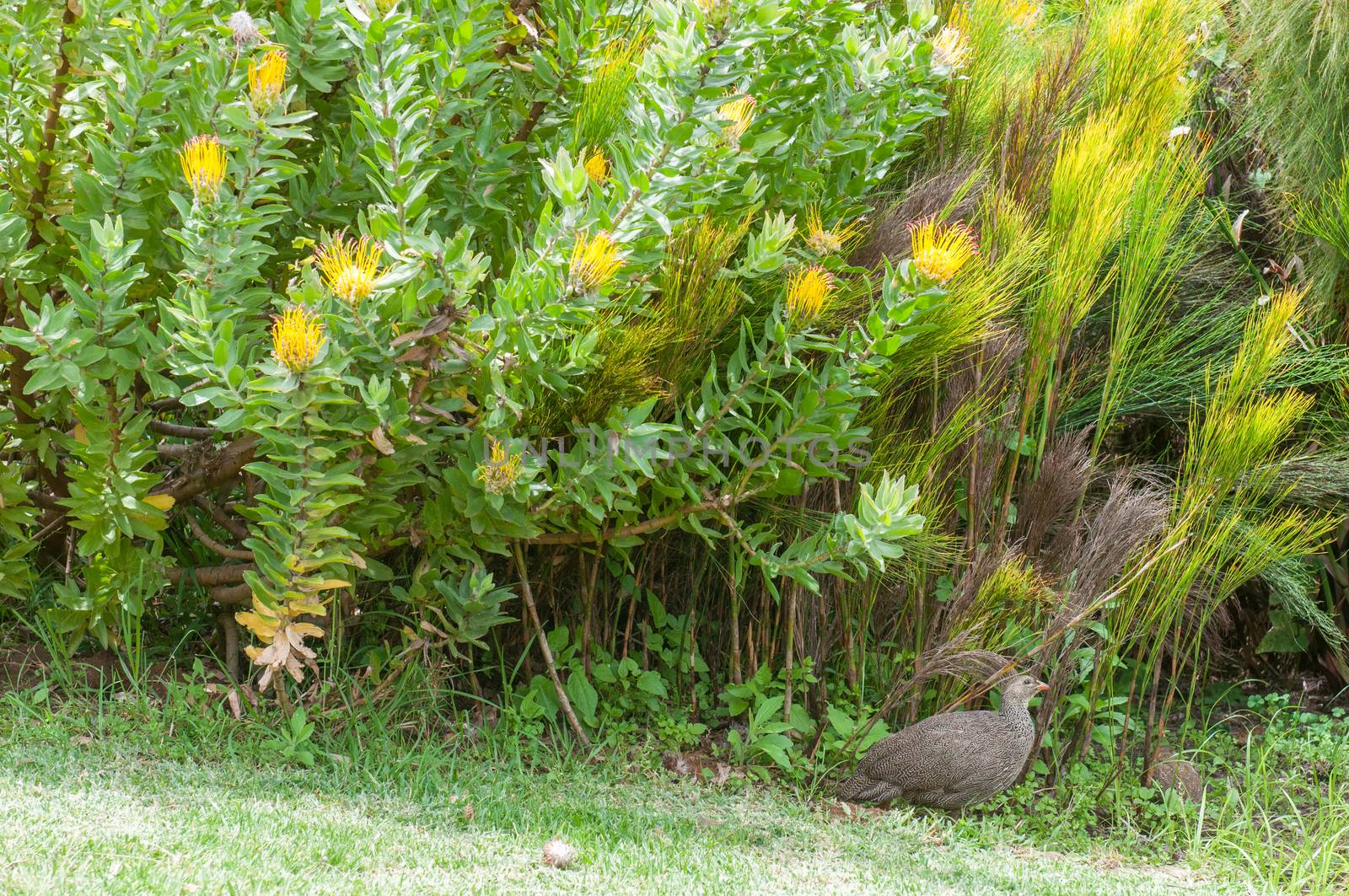 Cape spurfowl or Cape francolin, Pternistis capensis, underneath a yellow pincushion shrub in the Kirstenbosch National Botanical Gardens