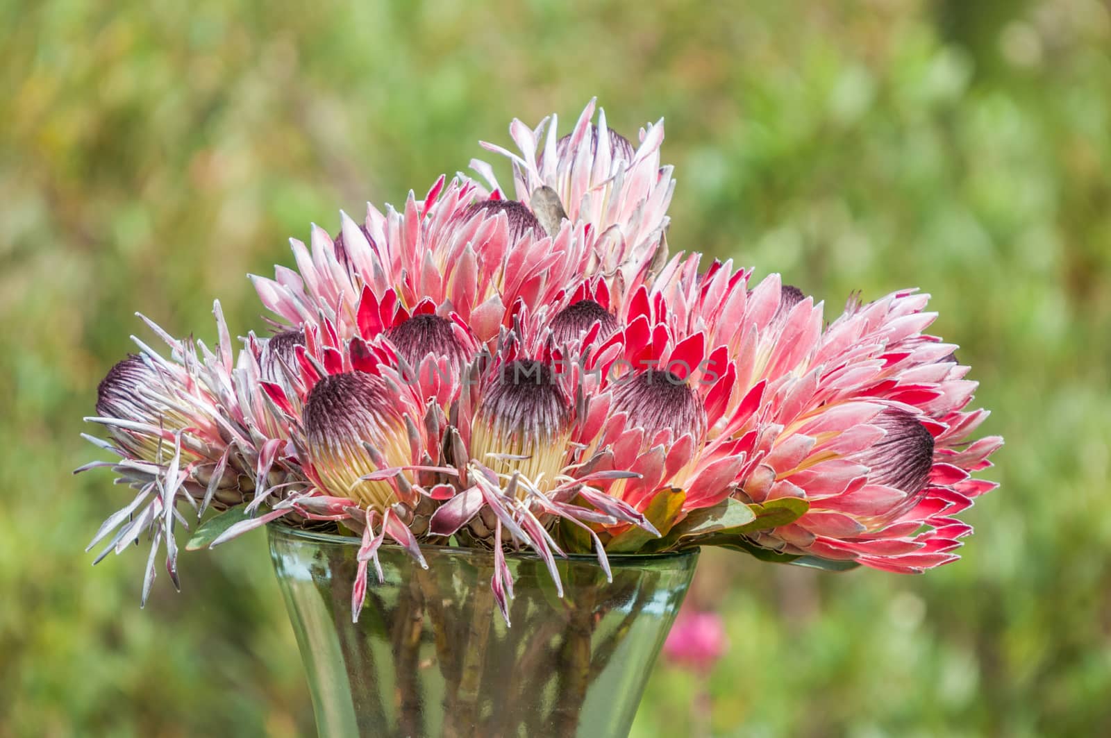 Vase with red, pink and purple protea flowers