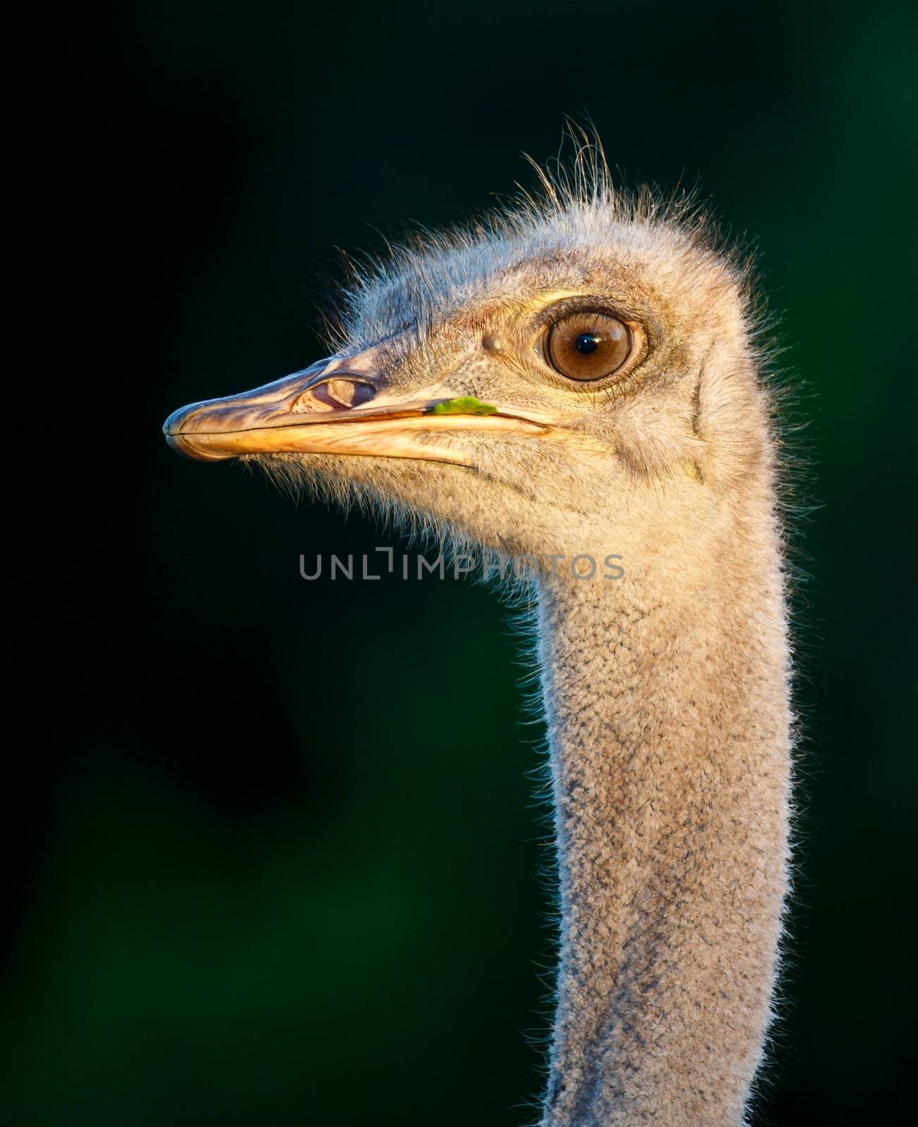 Portrait of a Young Ostrich Bird by fouroaks