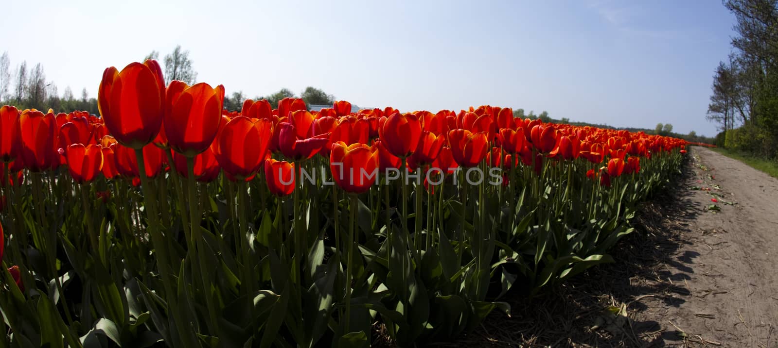Flowers are blooming on the field, tulips