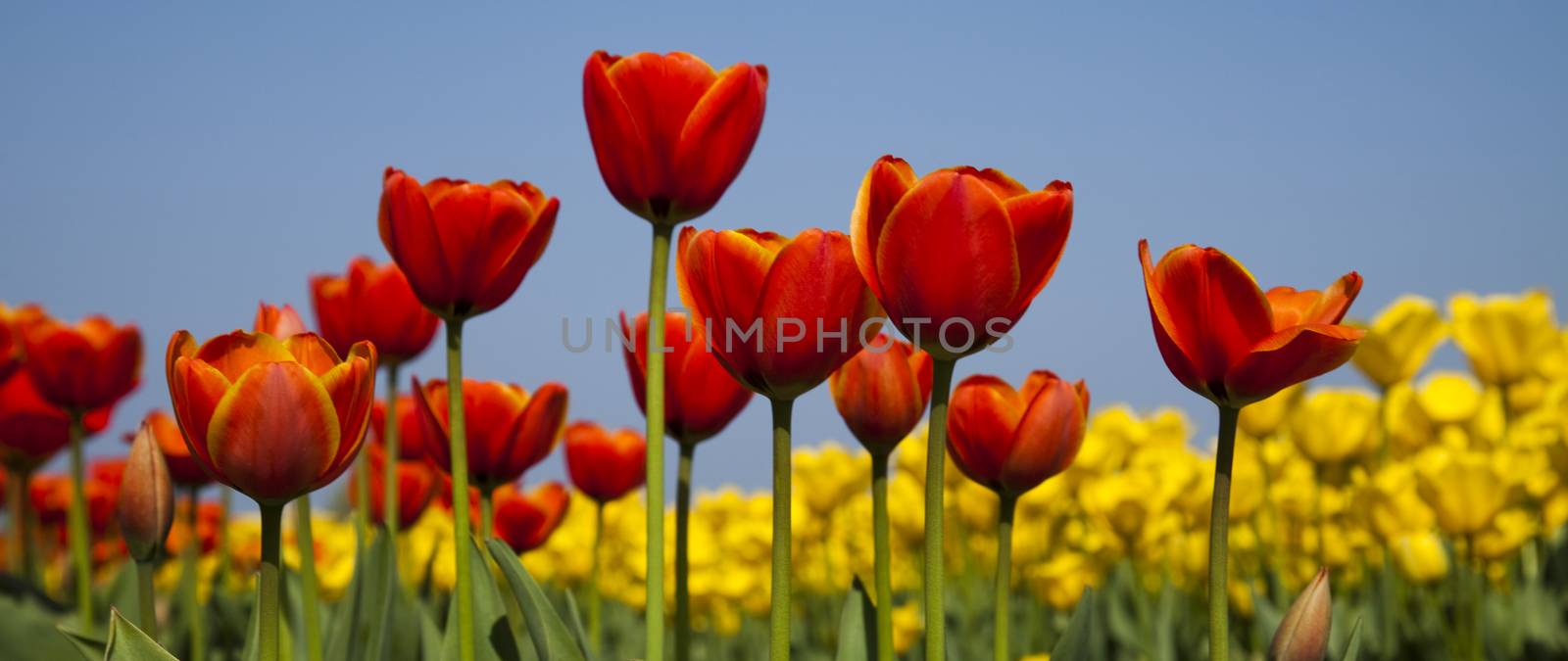 Field of tulips, colorful background