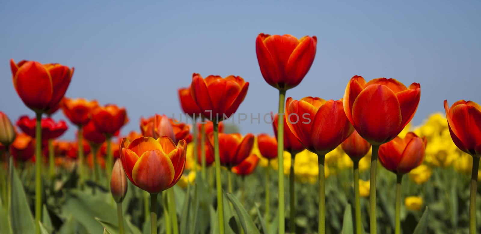 Field of tulips, colorful background by JanPietruszka