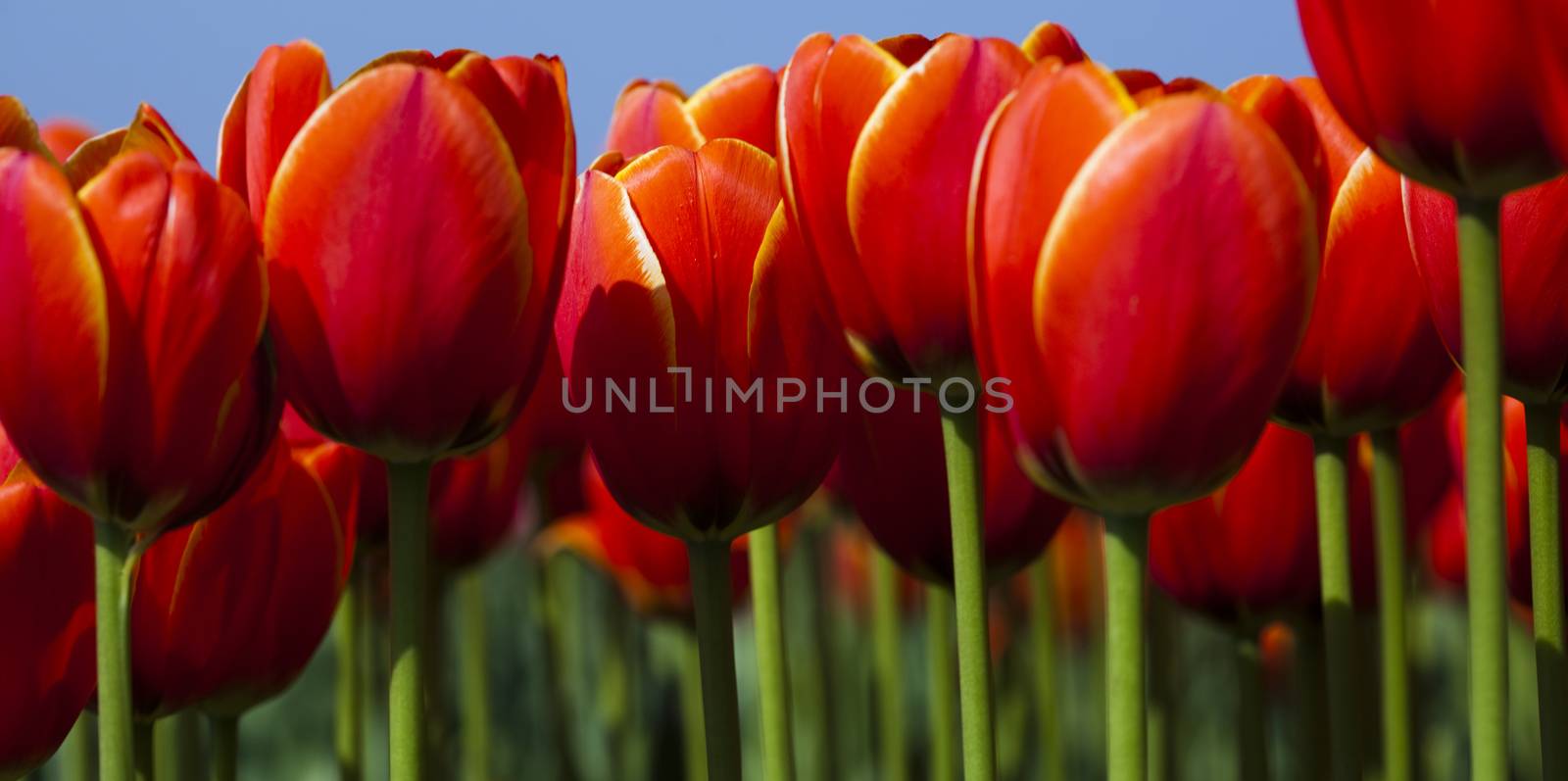 Tulips, spring colorful vivid theme by JanPietruszka