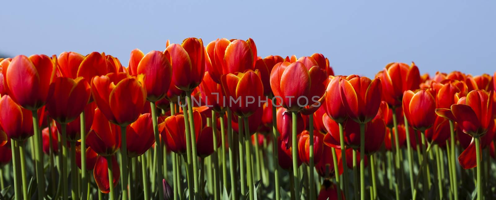 Spring in garden, colorful vivid theme by JanPietruszka