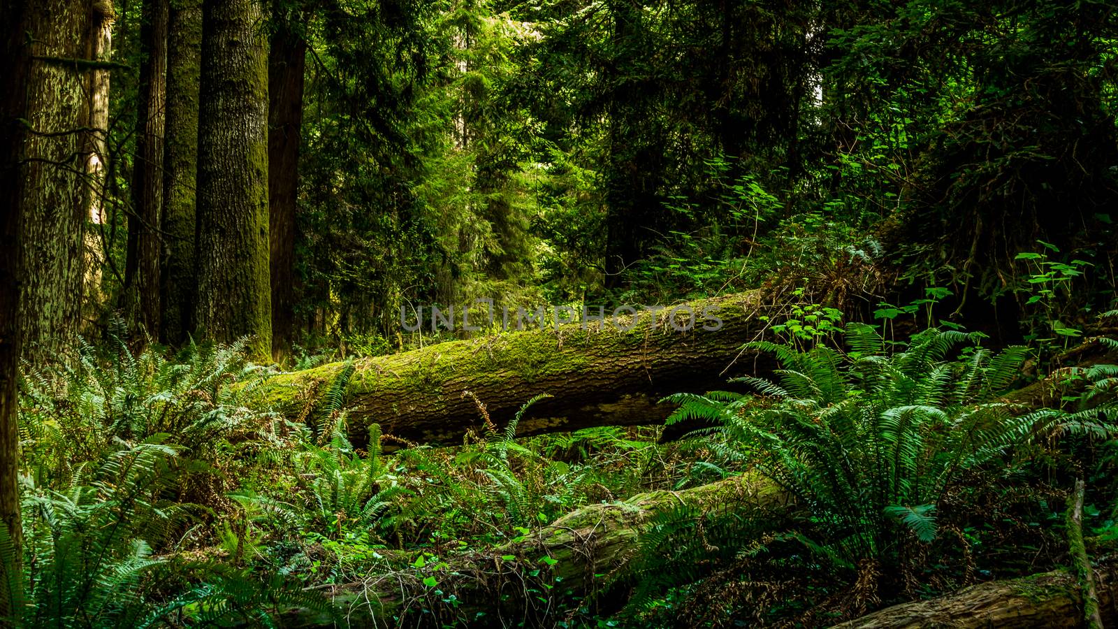Redwood Forest by backyard_photography