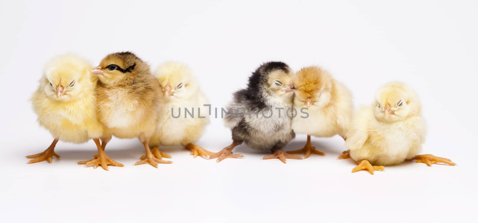 Young Chicks, springtime colorful bright theme by JanPietruszka