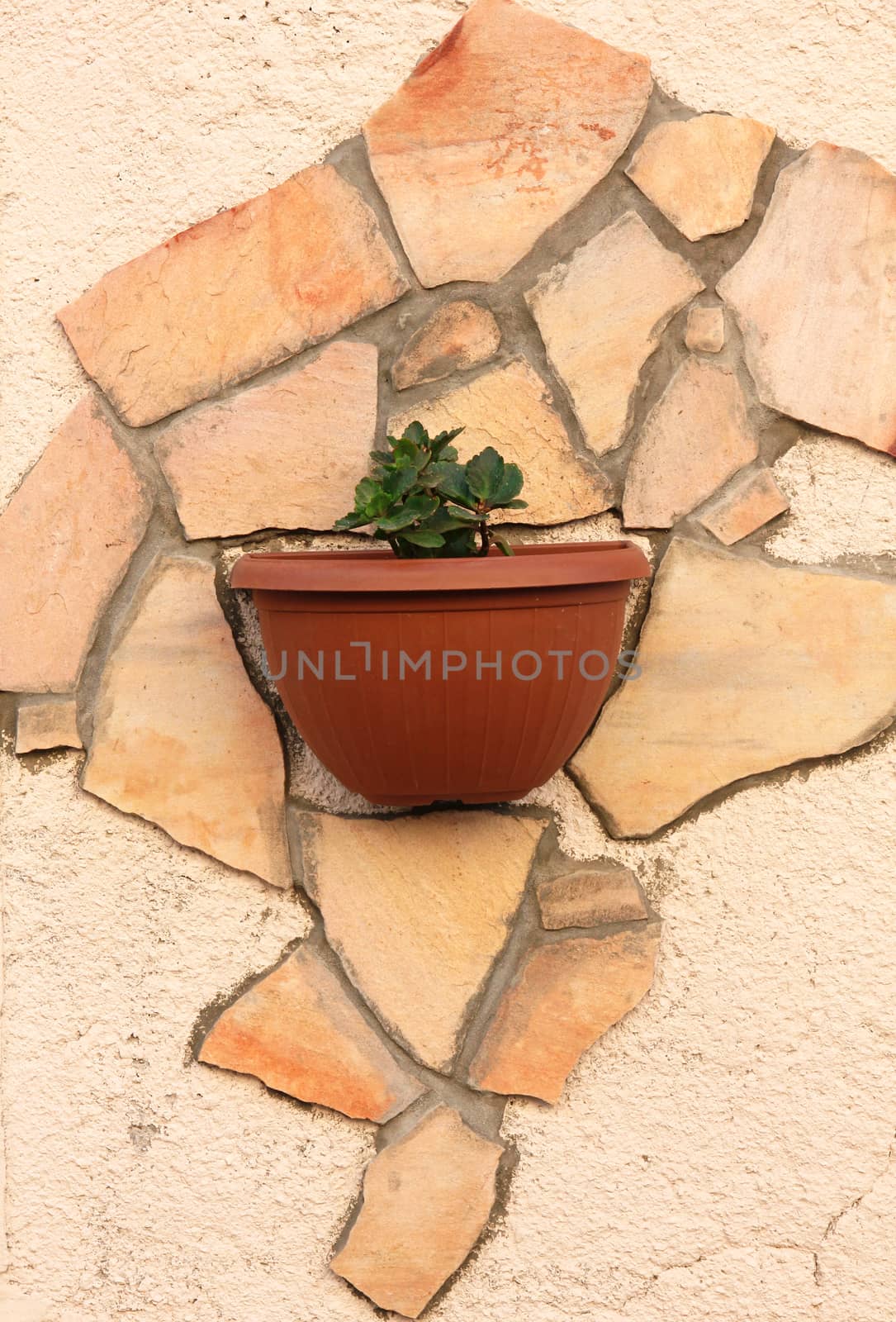 Flowers in pot on a beige wall 