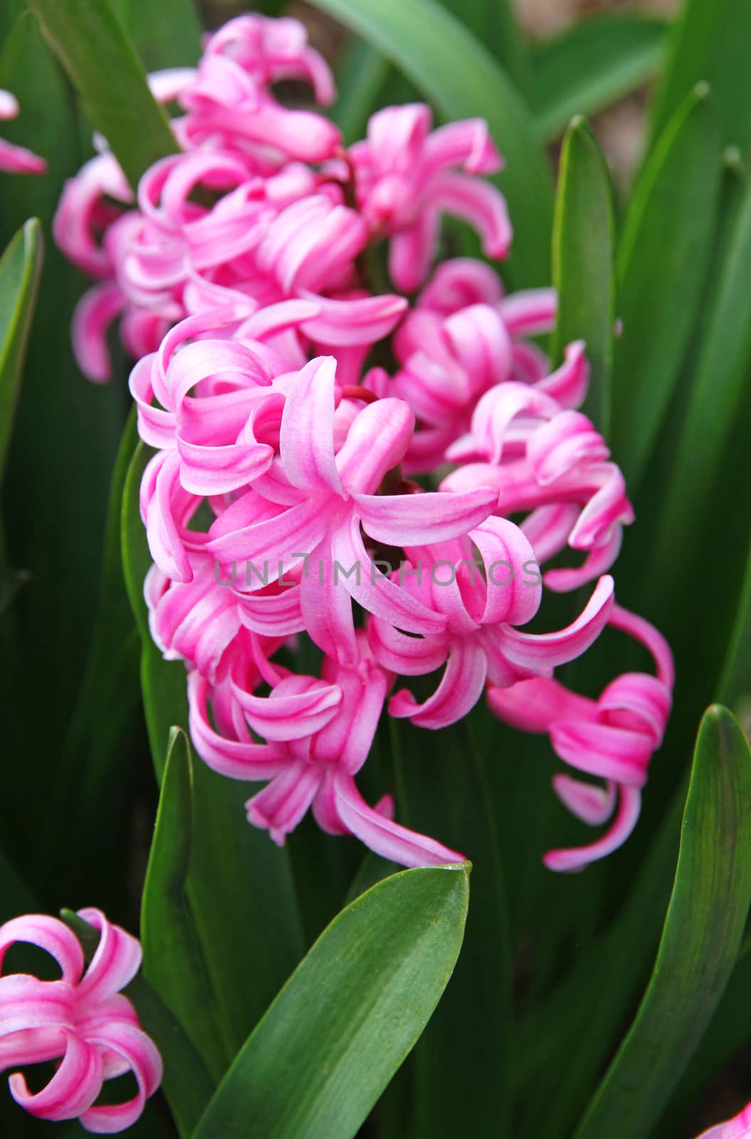 Pink hyacinths (hyacinthus) is one of the first beautiful spring flowers can use as background