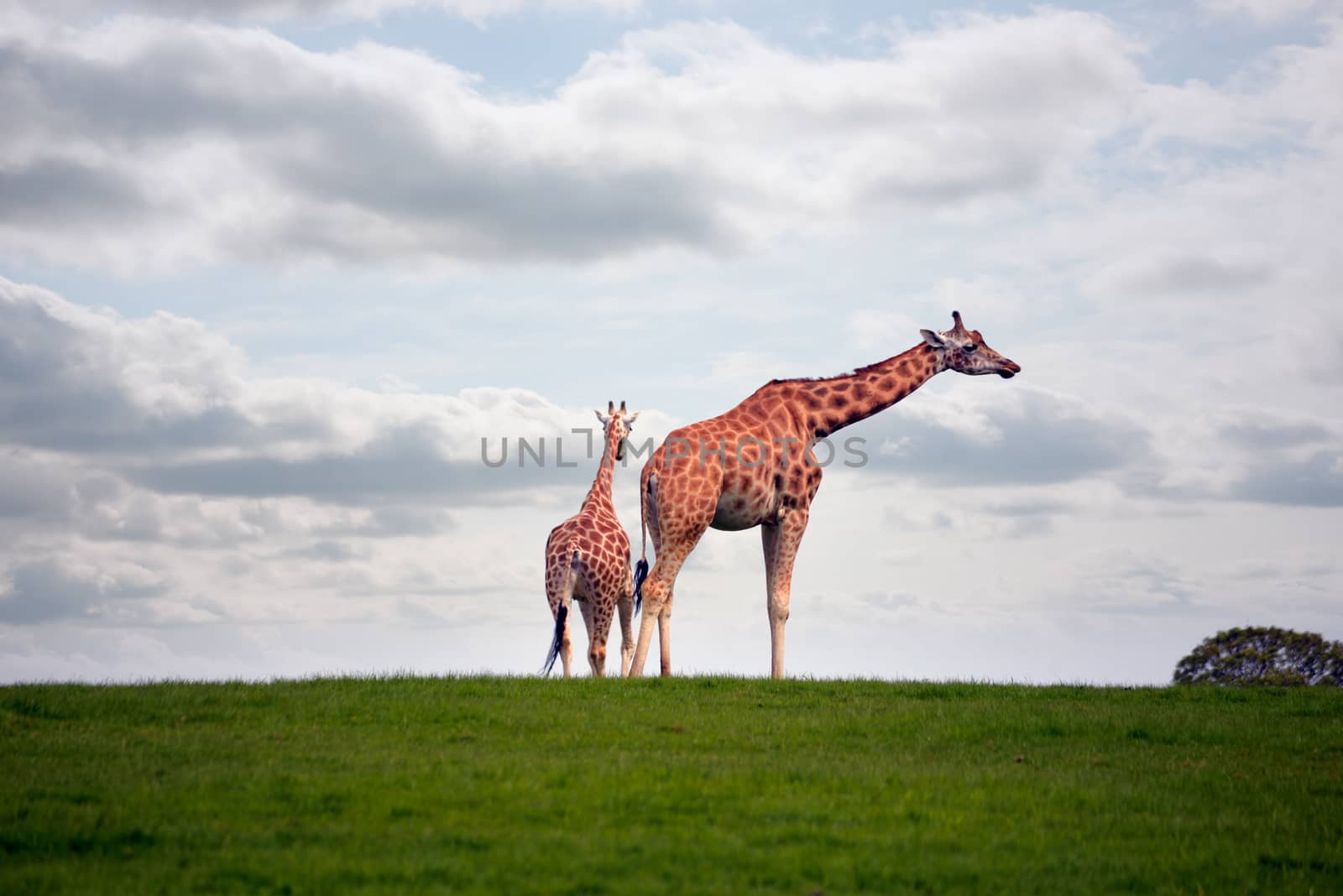 giraffes strolling in the grass by morrbyte