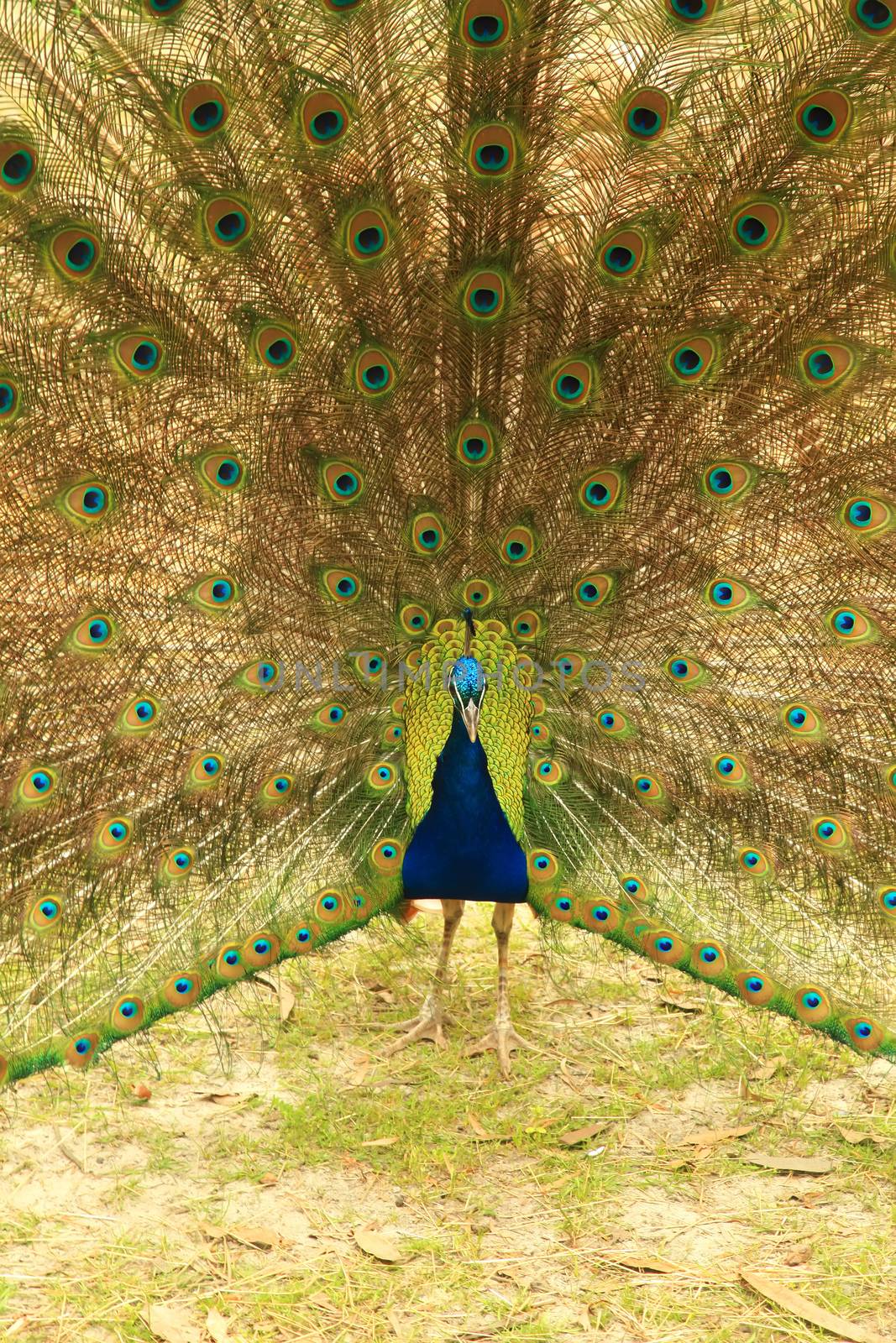 Peacock by kentoh