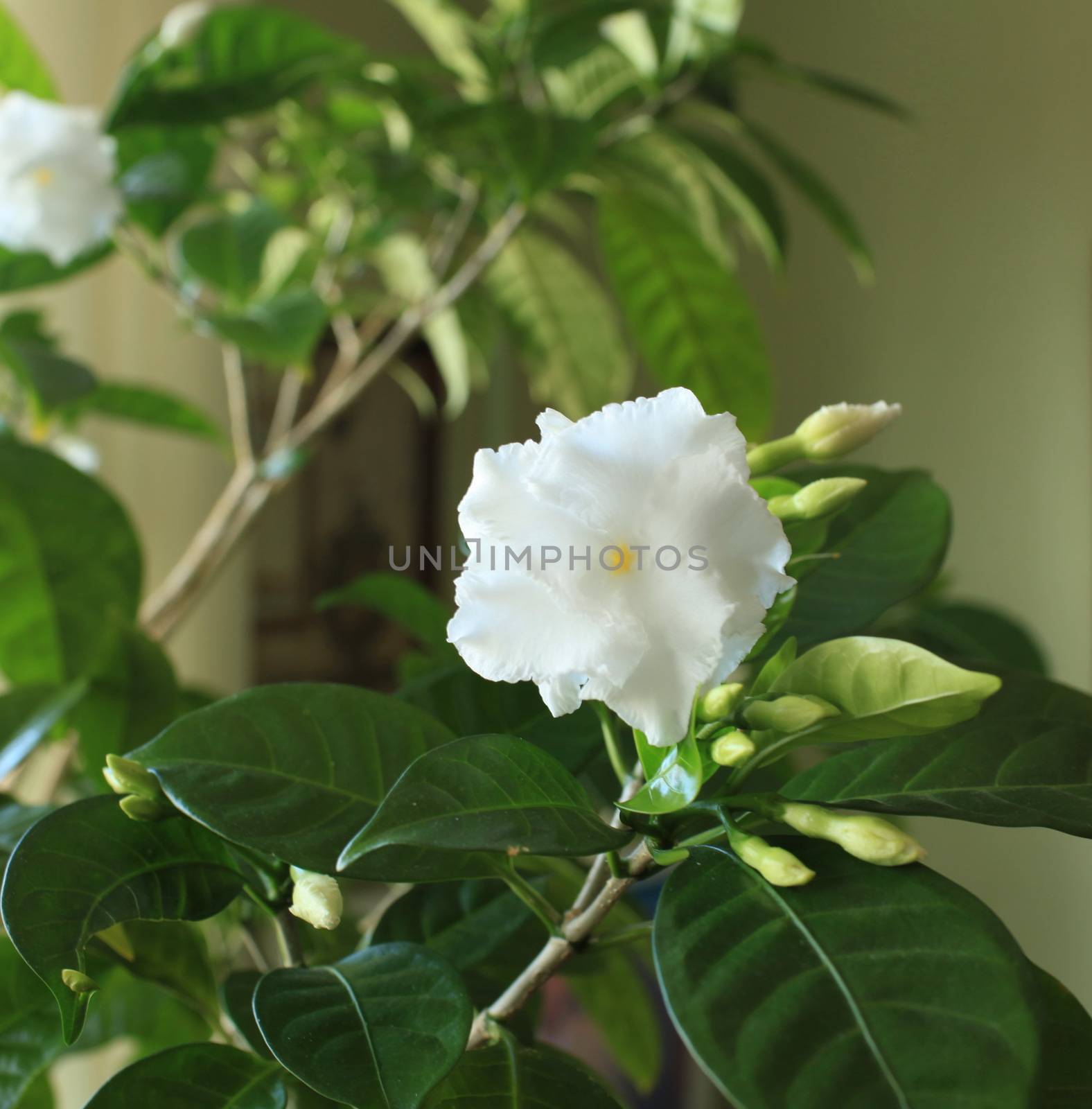 Potted flowers Tabernaemontana