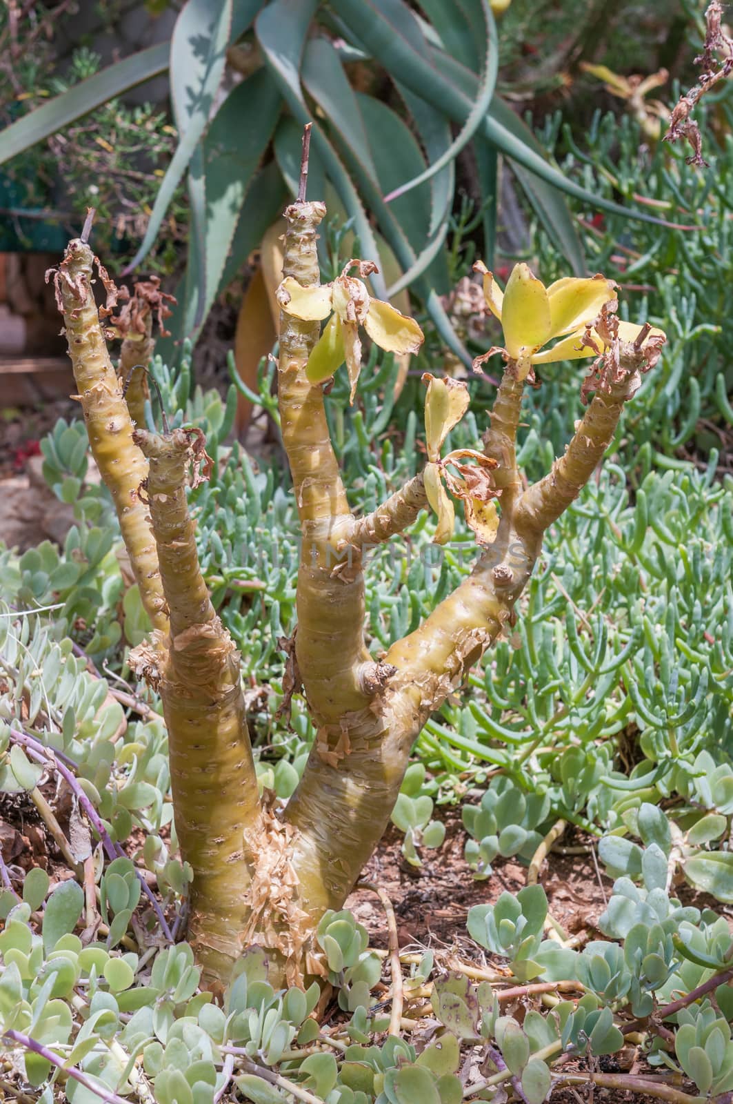 The botterboom or butter tree, Tylecodon paniculatus, is a deciduous succulent grows up to 3m