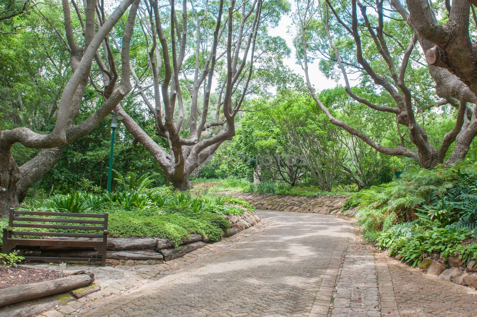 A shady walkway in the  Kirstenbosch National Botanical Garden in Newlands, Cape Town
