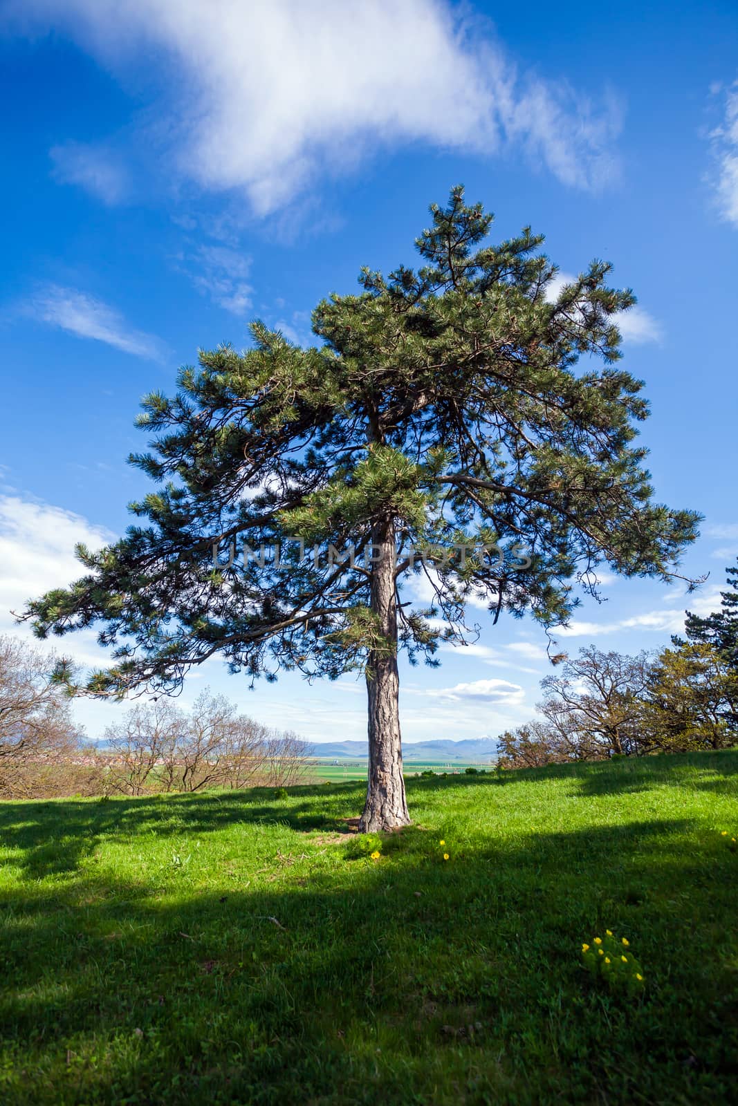 Pine tree witn Pheasant's eye flowers on blue sky