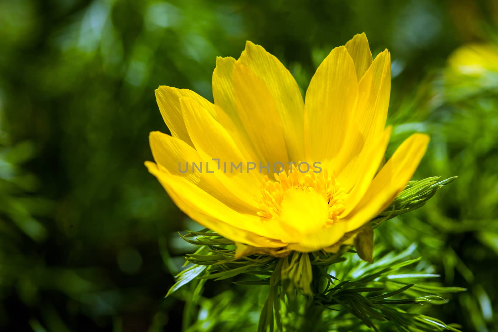 Beautiful spring yellow flowers  Pheasant's eye (Adonis vernalis)