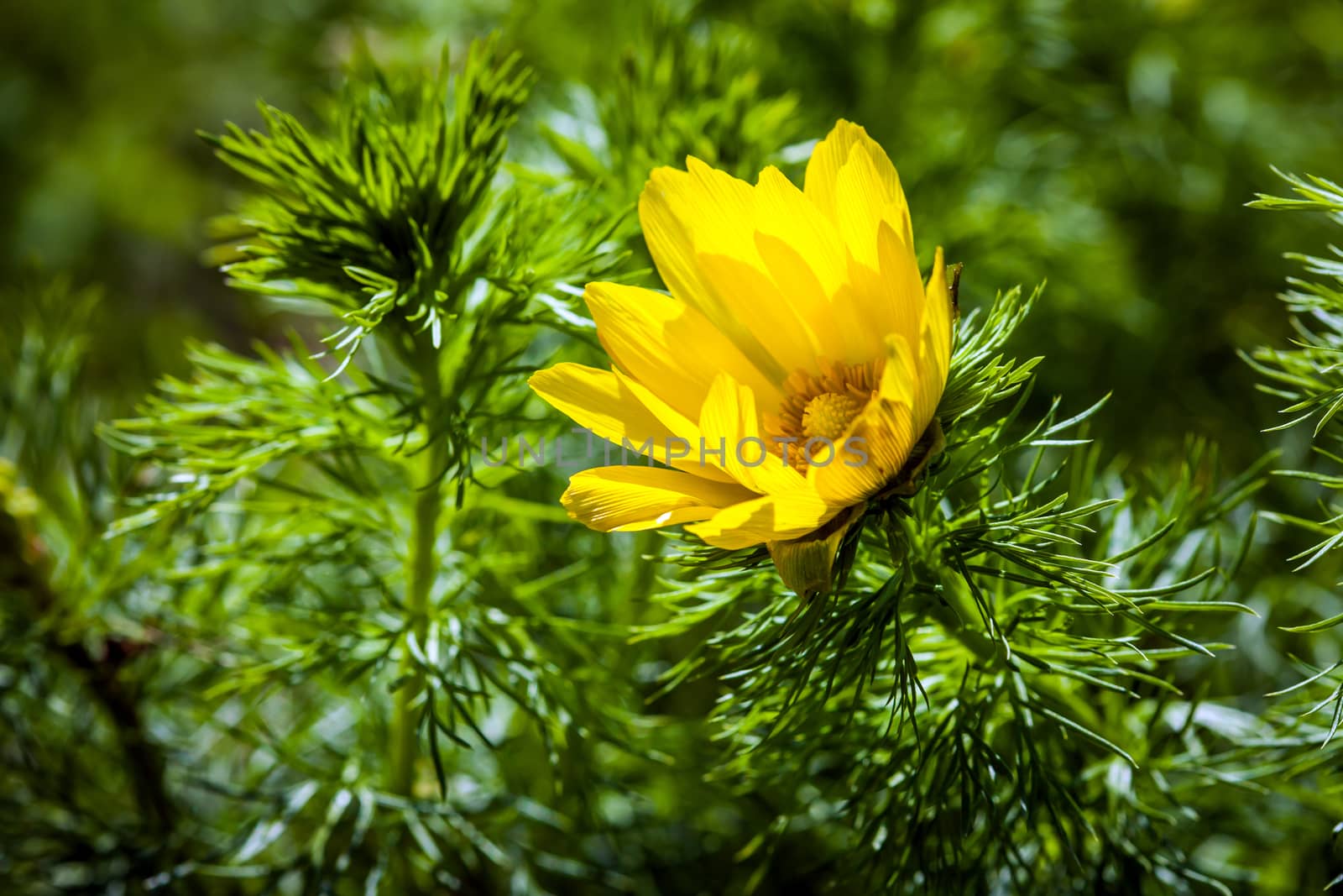 Beautiful spring yellow flowers  Pheasant's eye (Adonis vernalis)