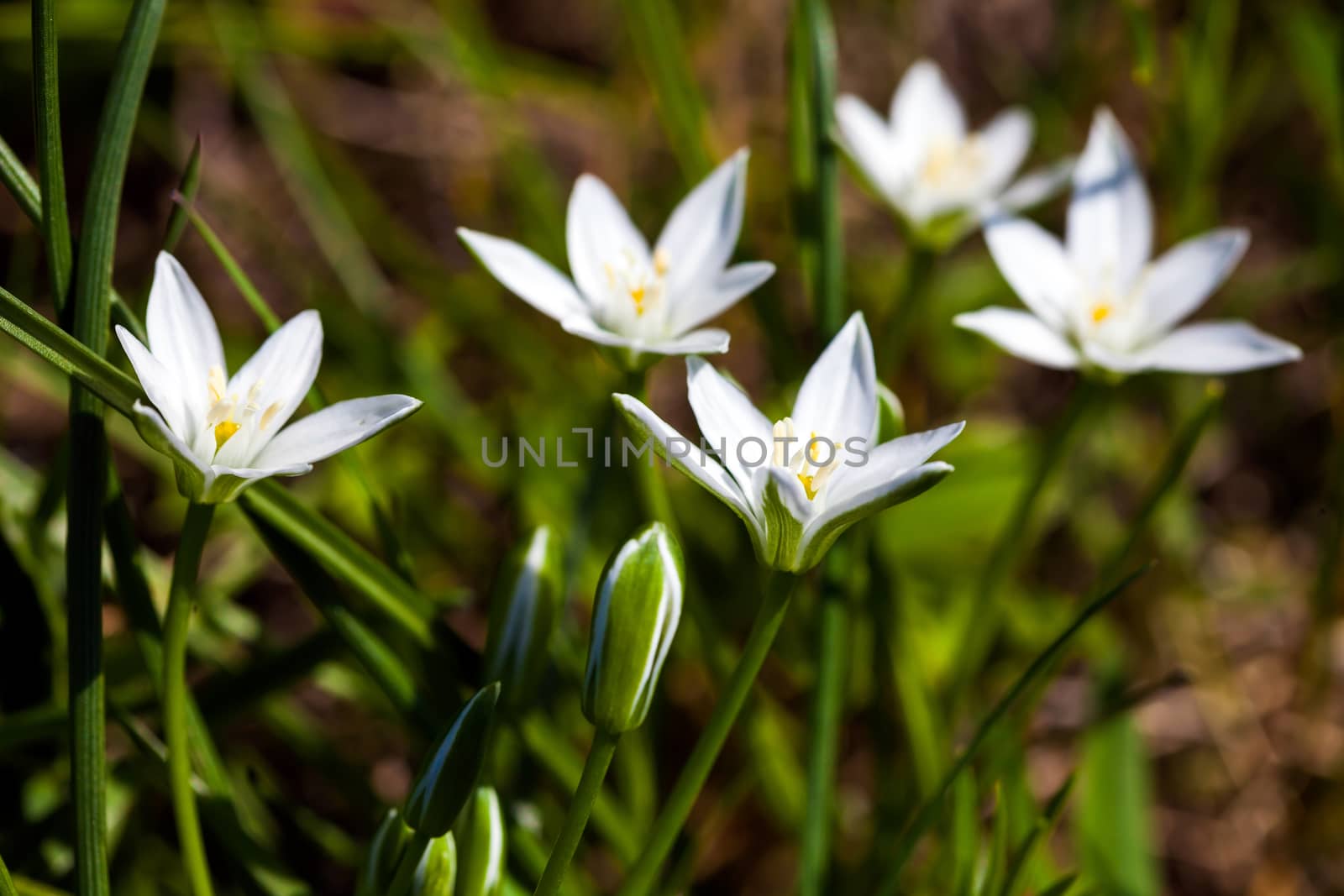 White spring flowers on green meadow