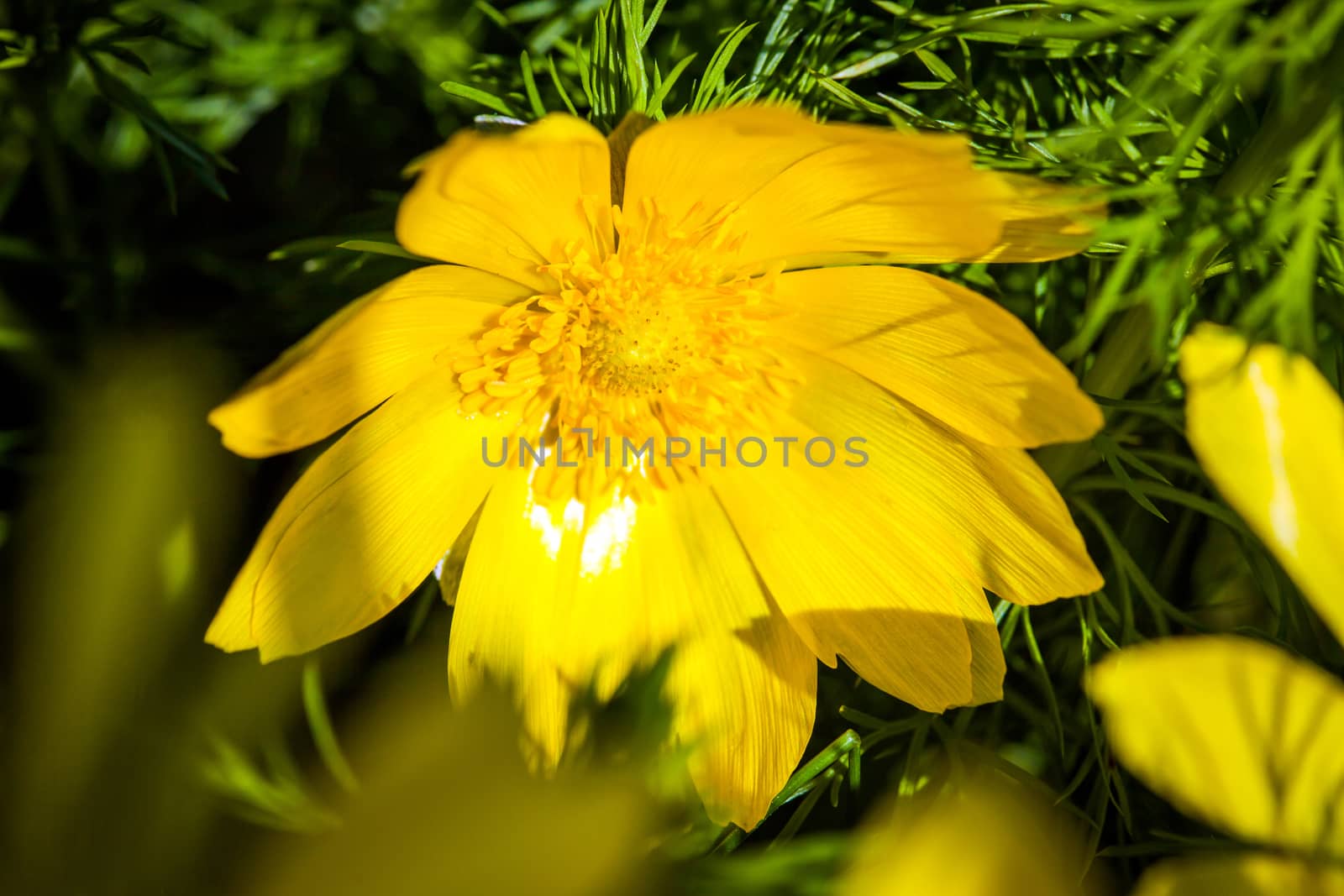 Beautiful spring yellow flowers  Pheasant's eye (Adonis vernalis)