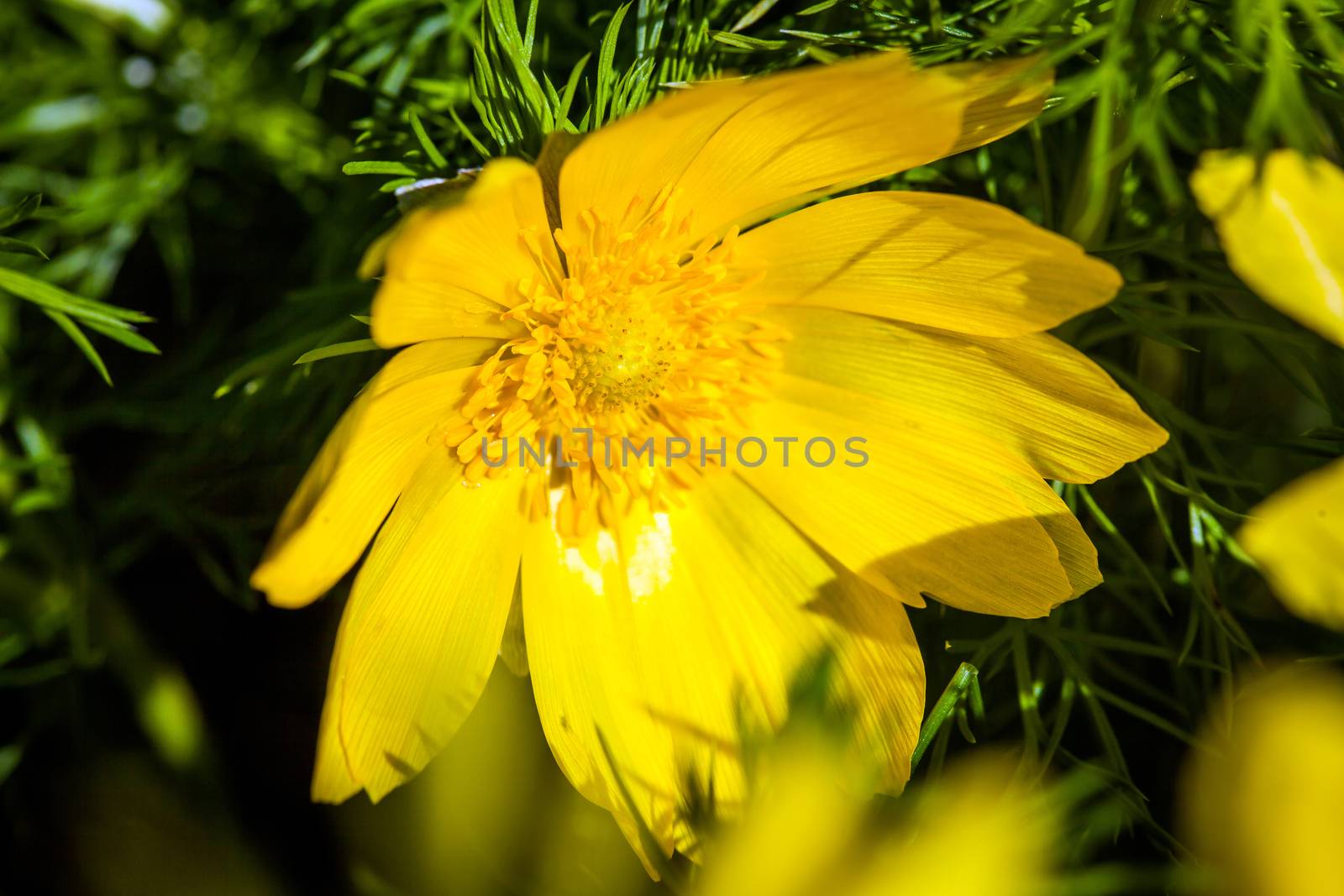 Beautiful spring yellow flowers  Pheasant's eye (Adonis vernalis)