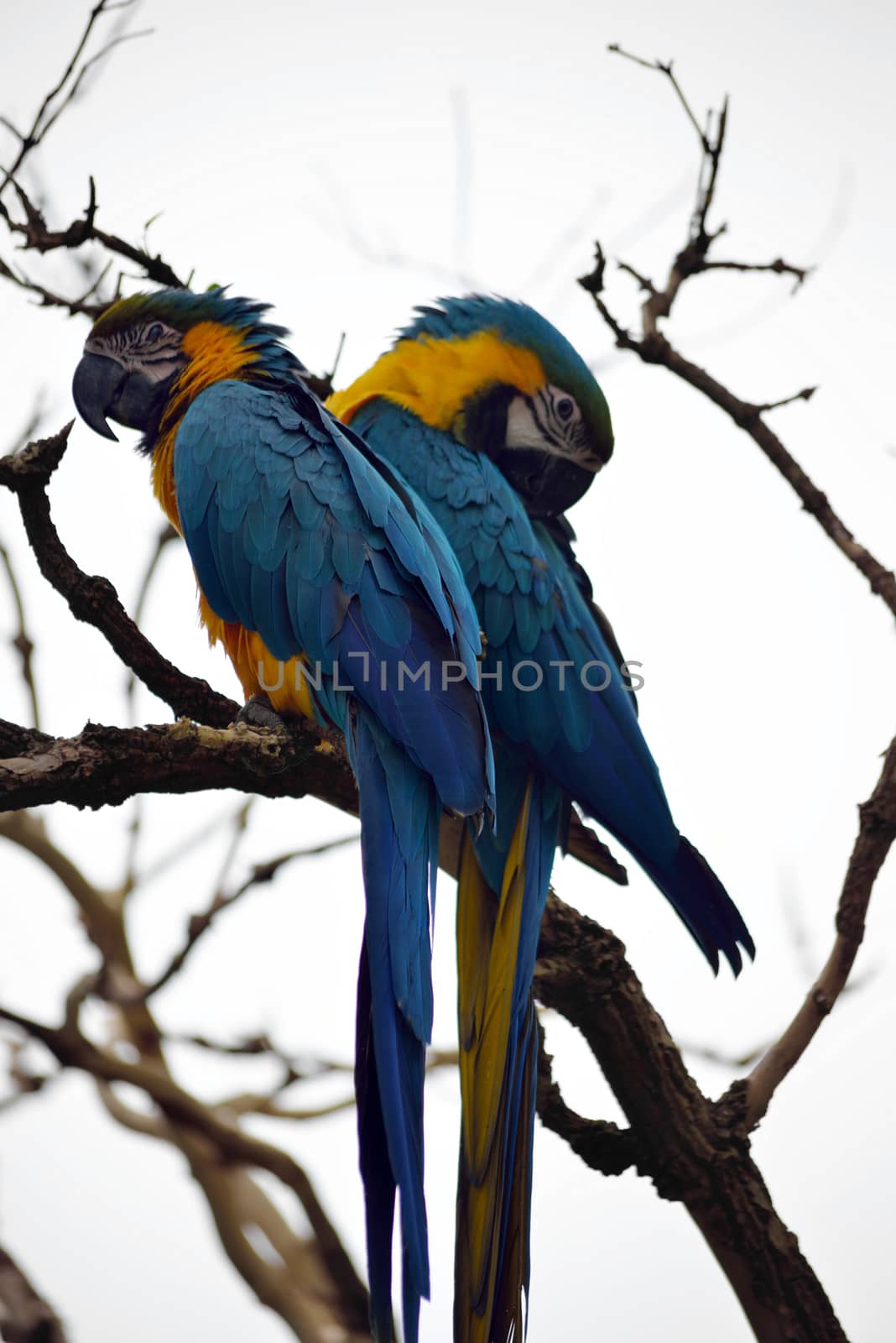 parrot couple in fota wildlife park near cobh county cork ireland