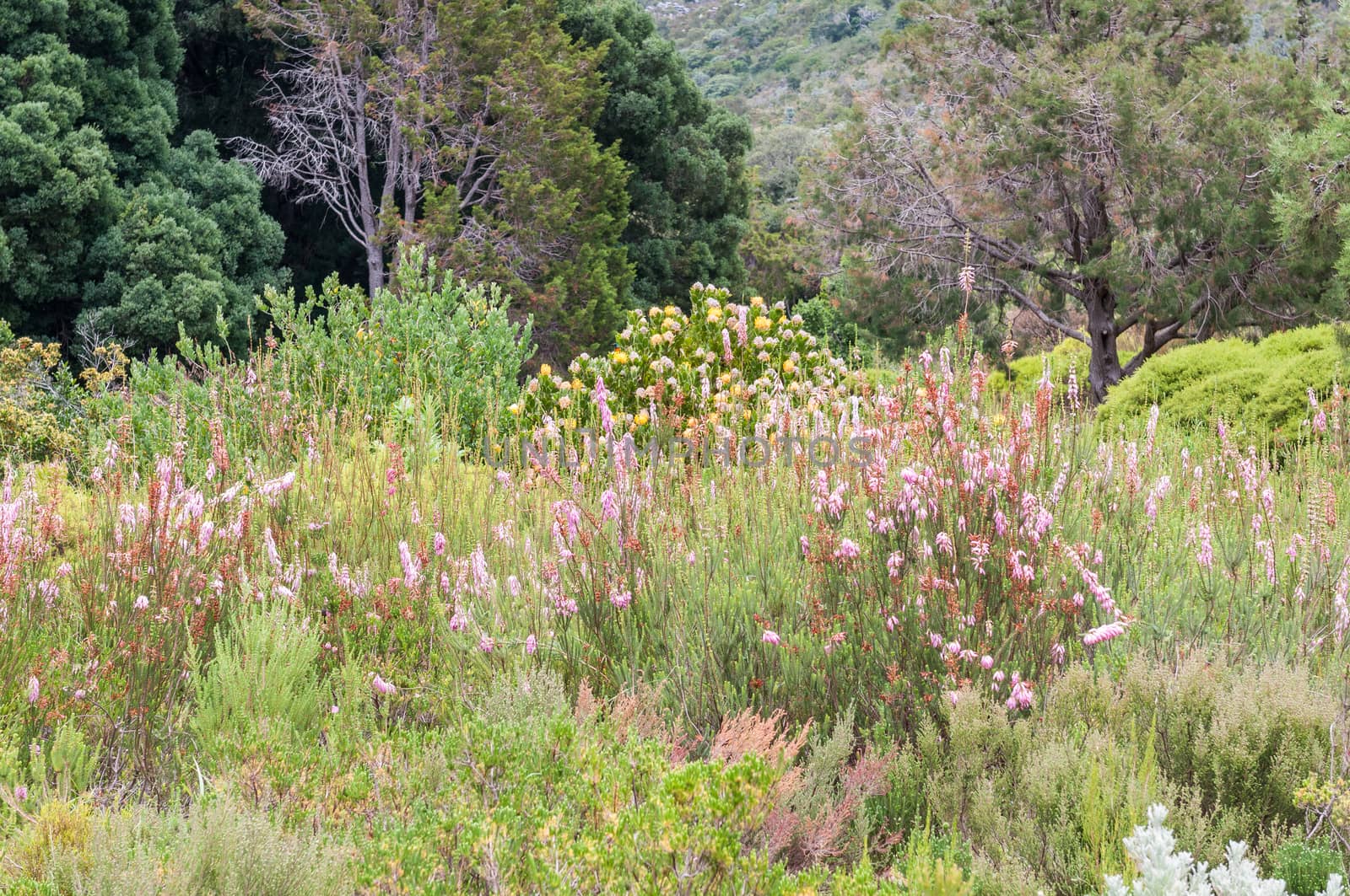 Several species of fynbos and protea plants in the Kirstenbosch National Botanical Gardens
