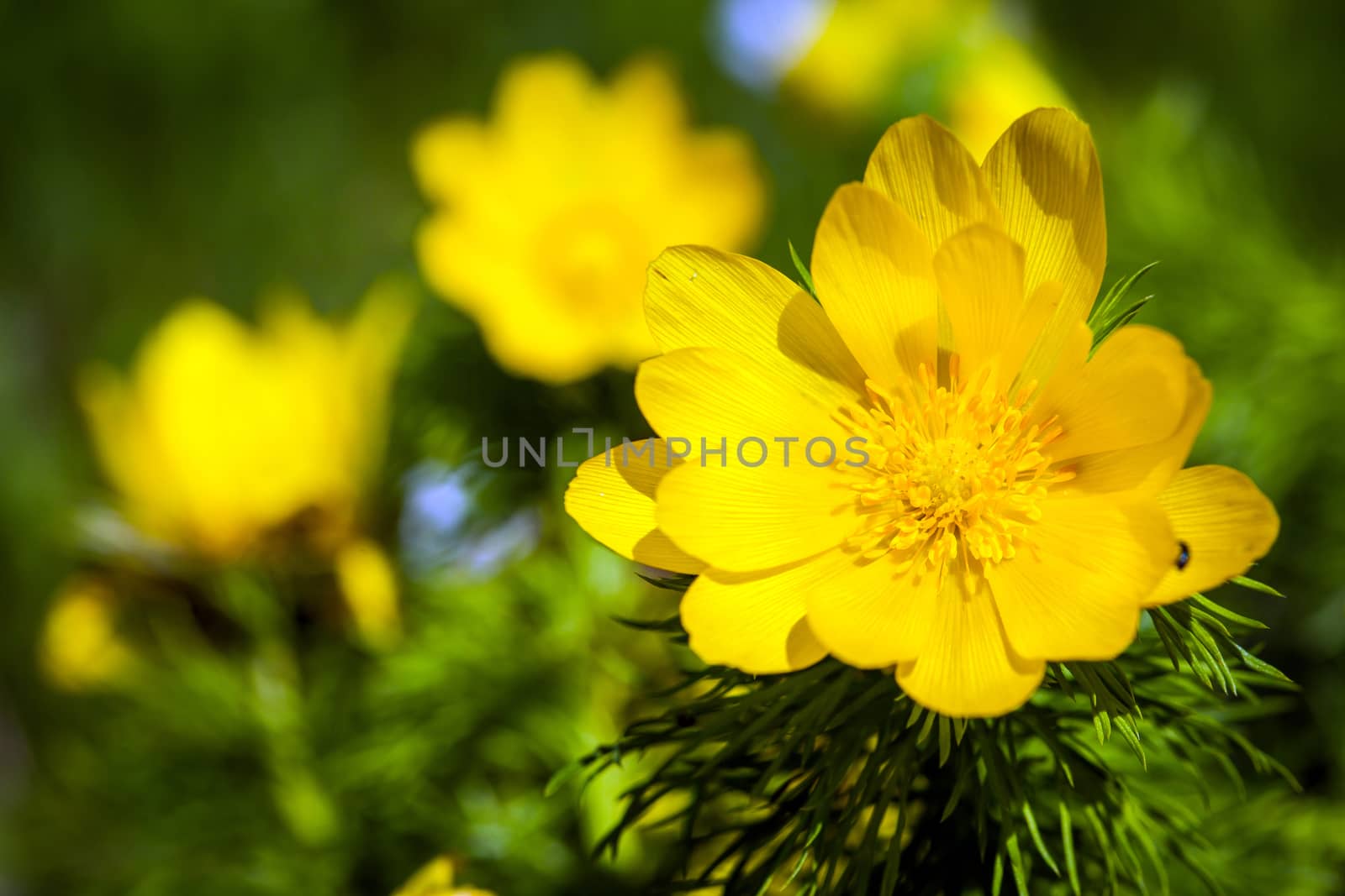 Beautiful spring yellow flowers  Pheasant's eye (Adonis vernalis)