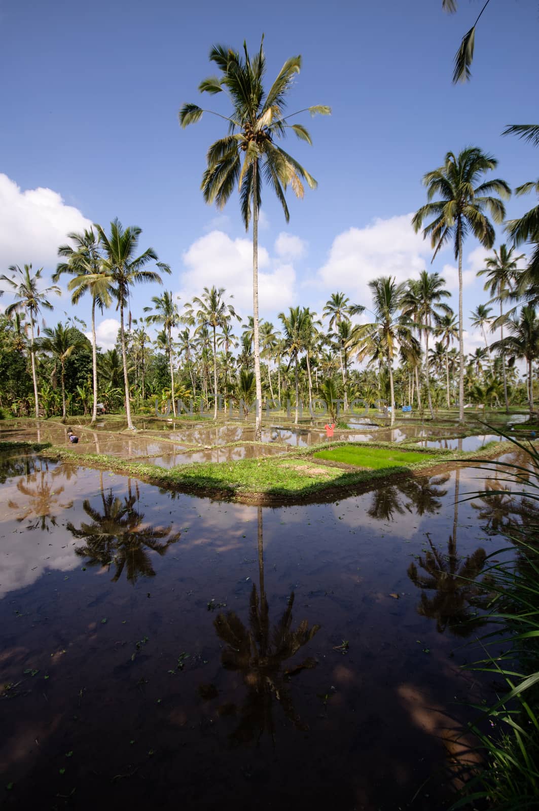 Terrace rice fields on Bali, Indonesia by johnnychaos