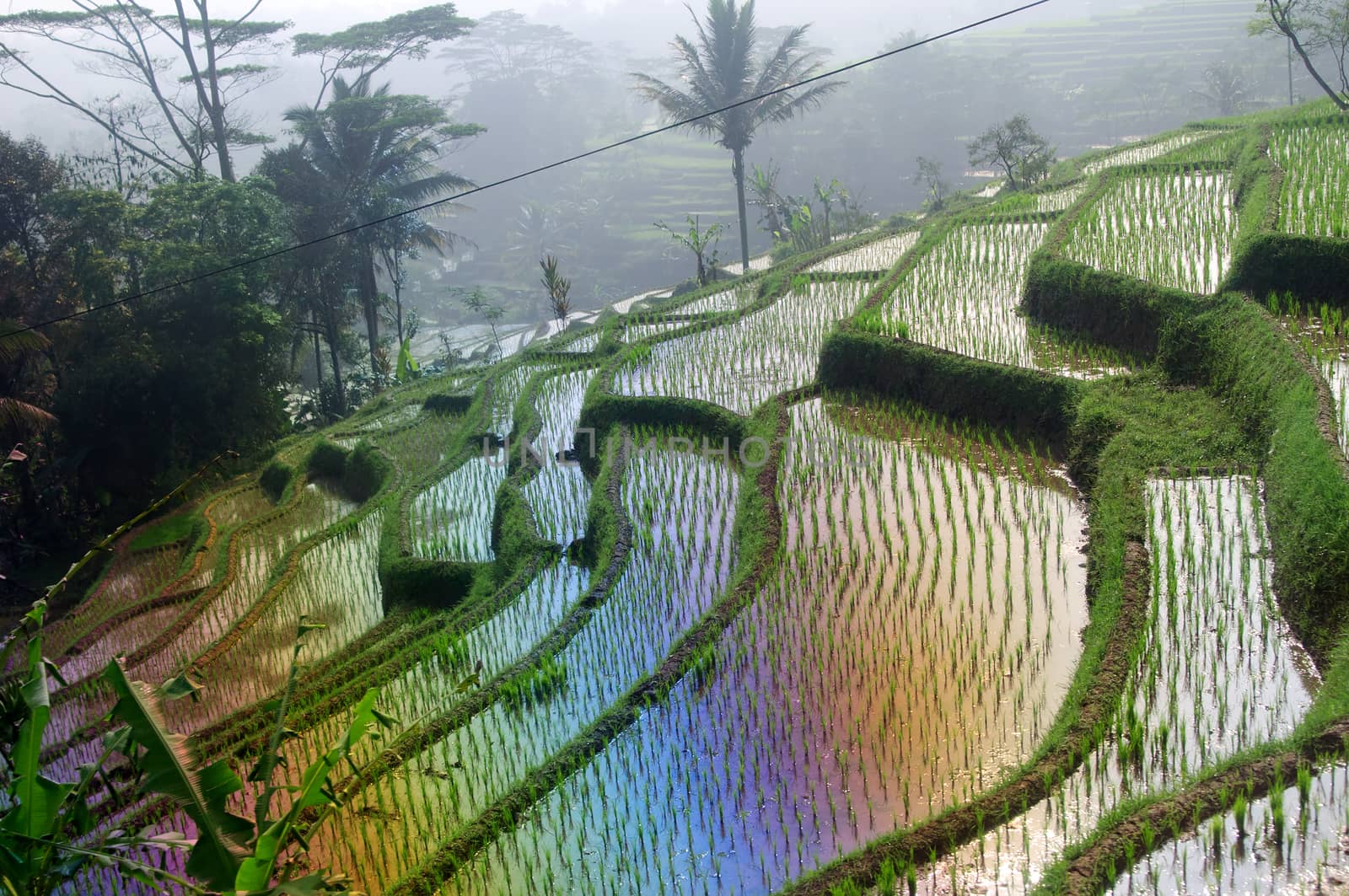 Terrace rice fields on Java, Indonesia by johnnychaos