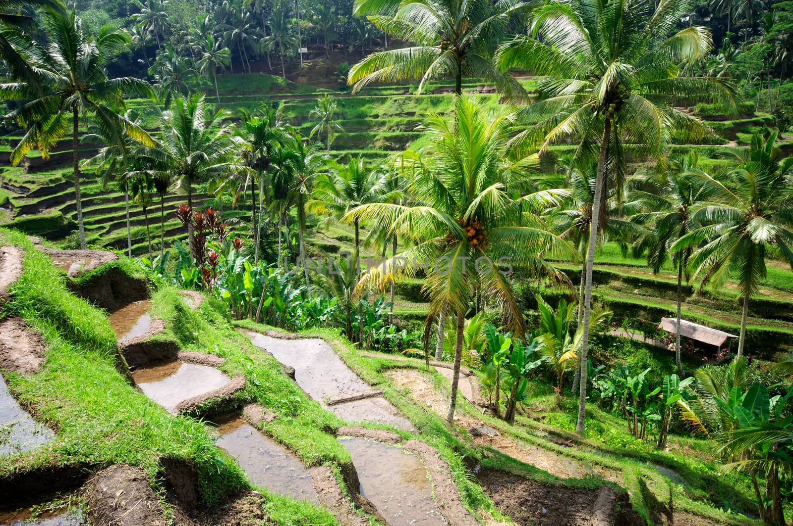 Terrace rice fields on Bali, Indonesia by johnnychaos