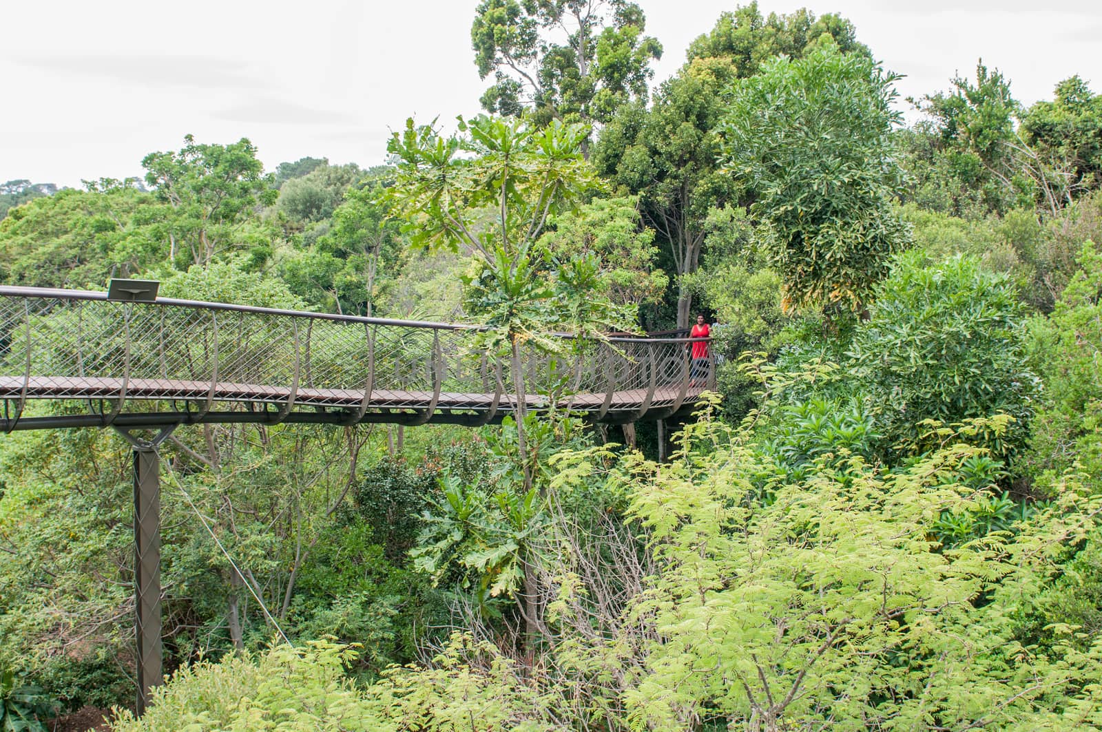 CAPE TOWN, SOUTH AFRICA - DECEMBER 9, 2014: Unidentified people on the Kirstenbosch Tree Canopy Walkway called the Boomslang (Tree Snake), winding for 130 meters like a snake 12 meters above the ground