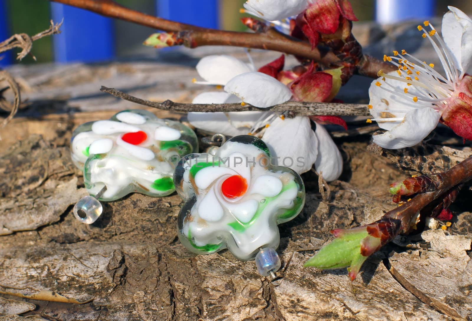 Handmade glass earrings with apricot blossom in spring on the nature background