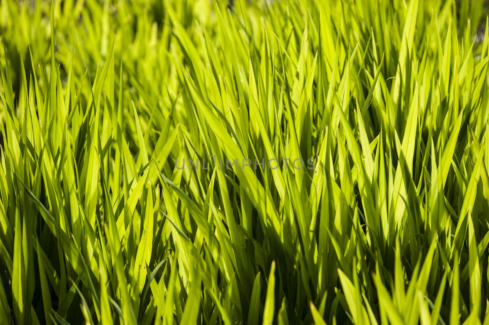 Close up of green grass in the sun