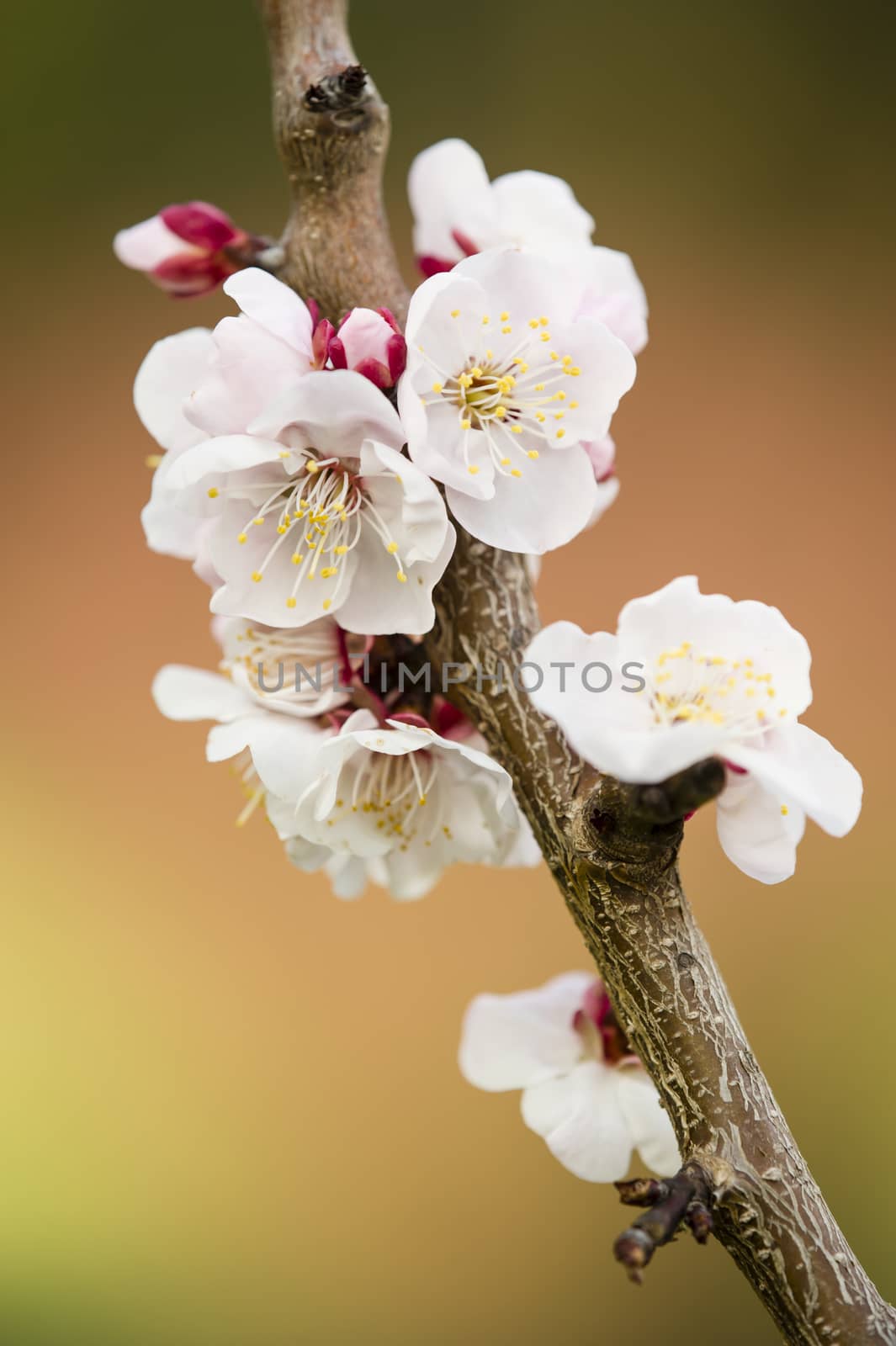 Japanese cherry tree flowers in full bloom in Spring
