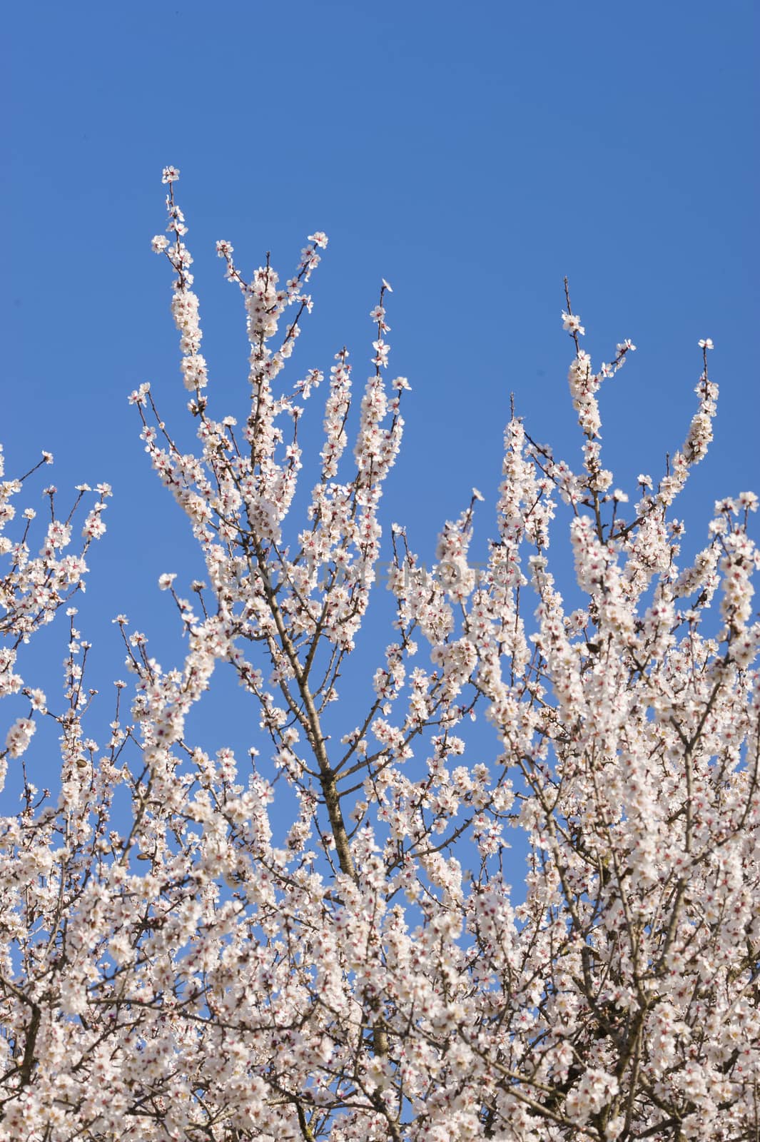 Japanese cherry tree flowers in full bloom in Spring