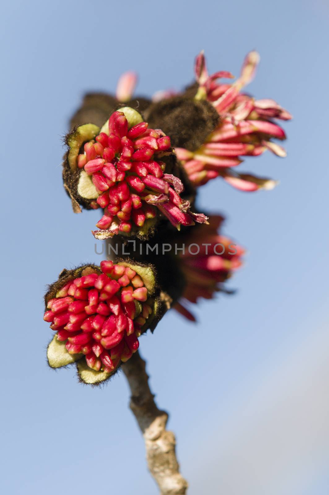 Parrotia persica red flowers on blue sky background, Persian ironwood