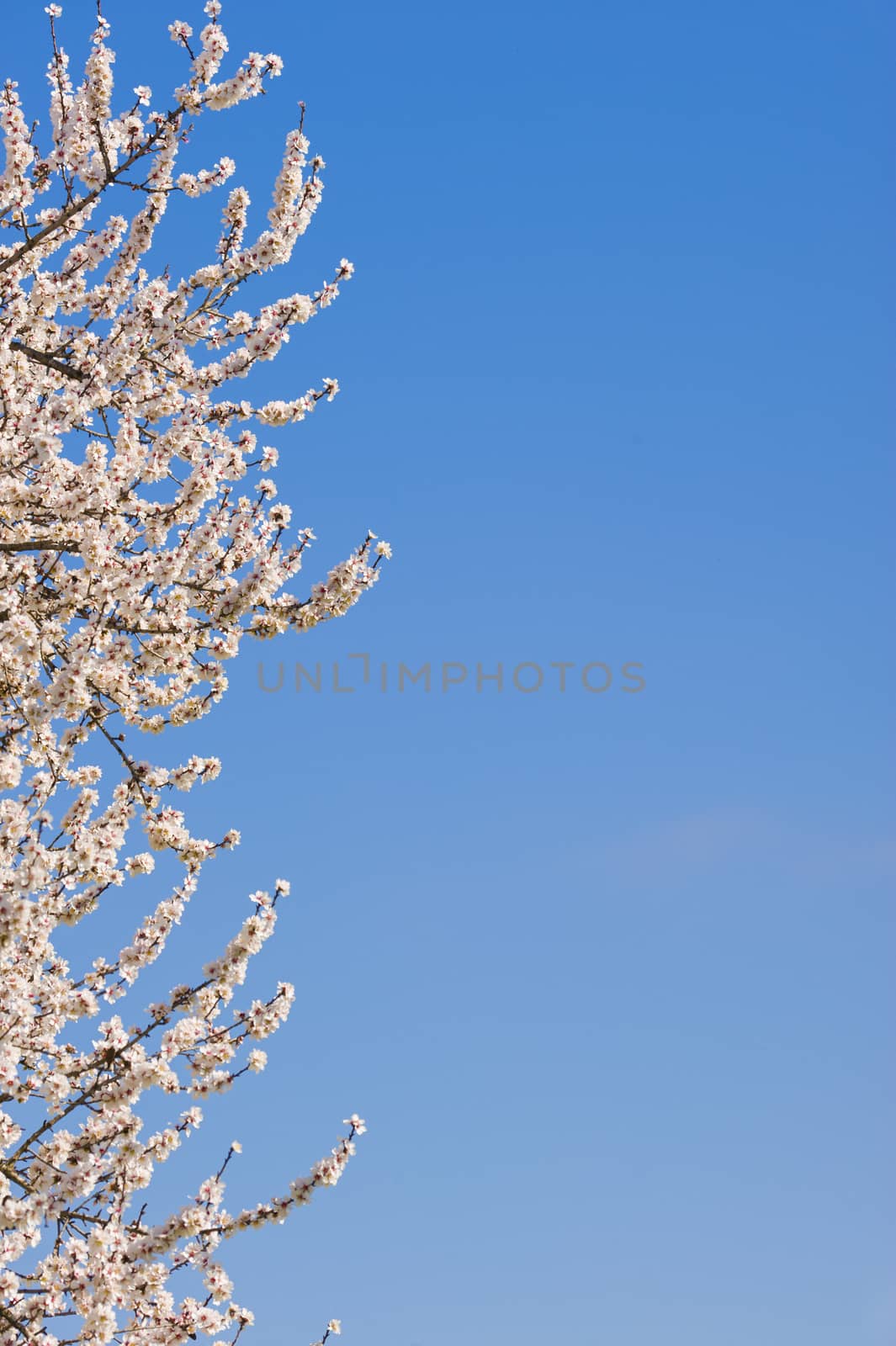 Japanese cherry tree flowers in full bloom in Spring
