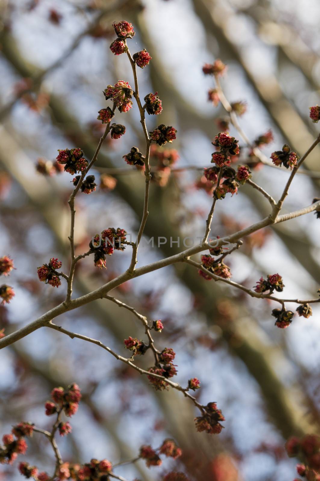 Parrotia persica red flowers on blue sky background, Persian ironwood