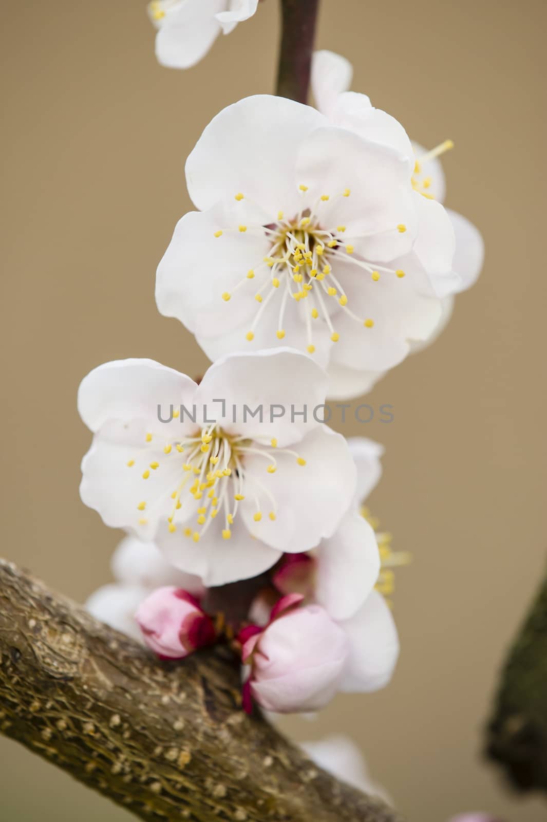 Japanese cherry tree flowers in full bloom in Spring
