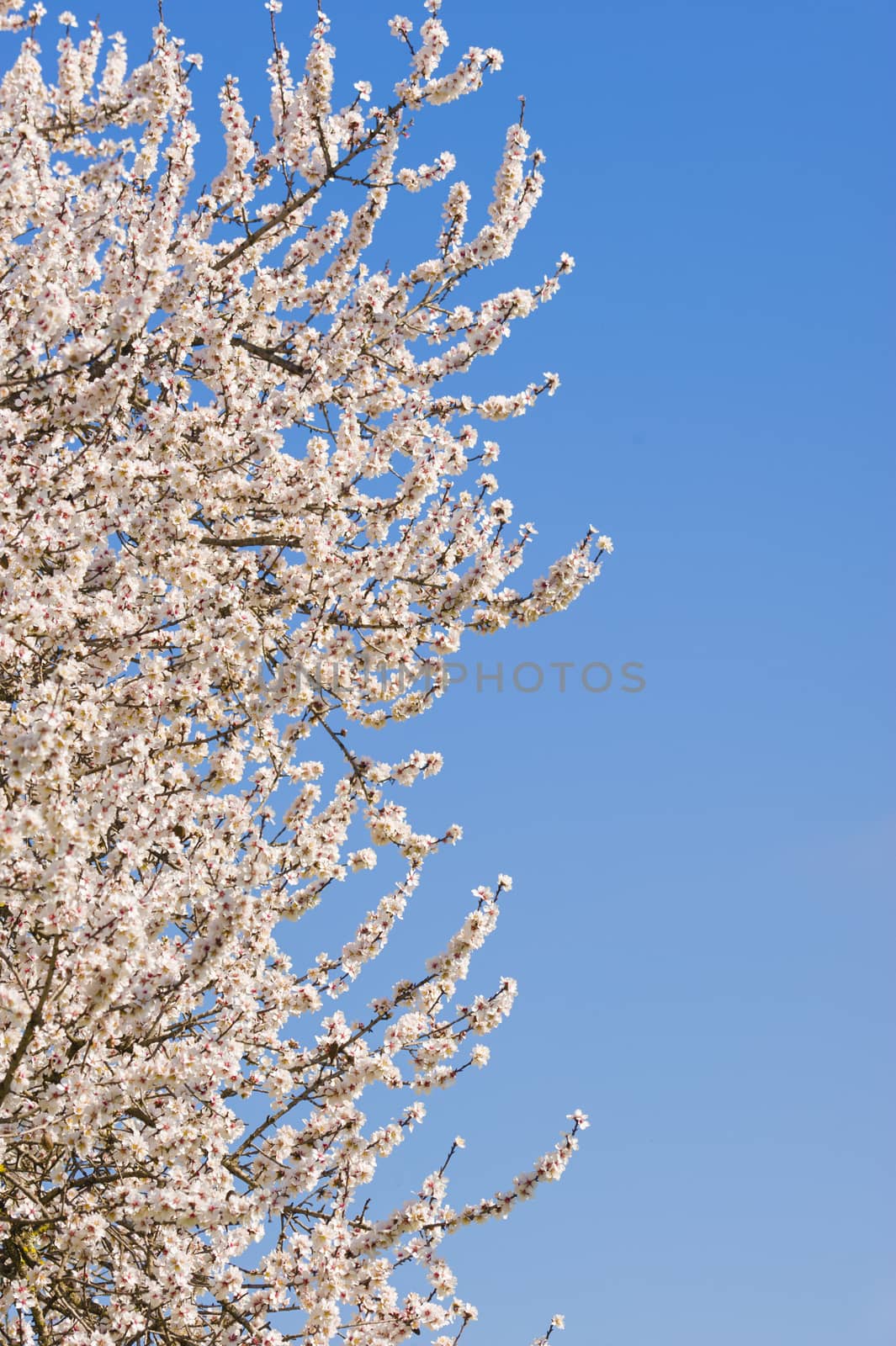 Japanese cherry tree flowers in full bloom in Spring