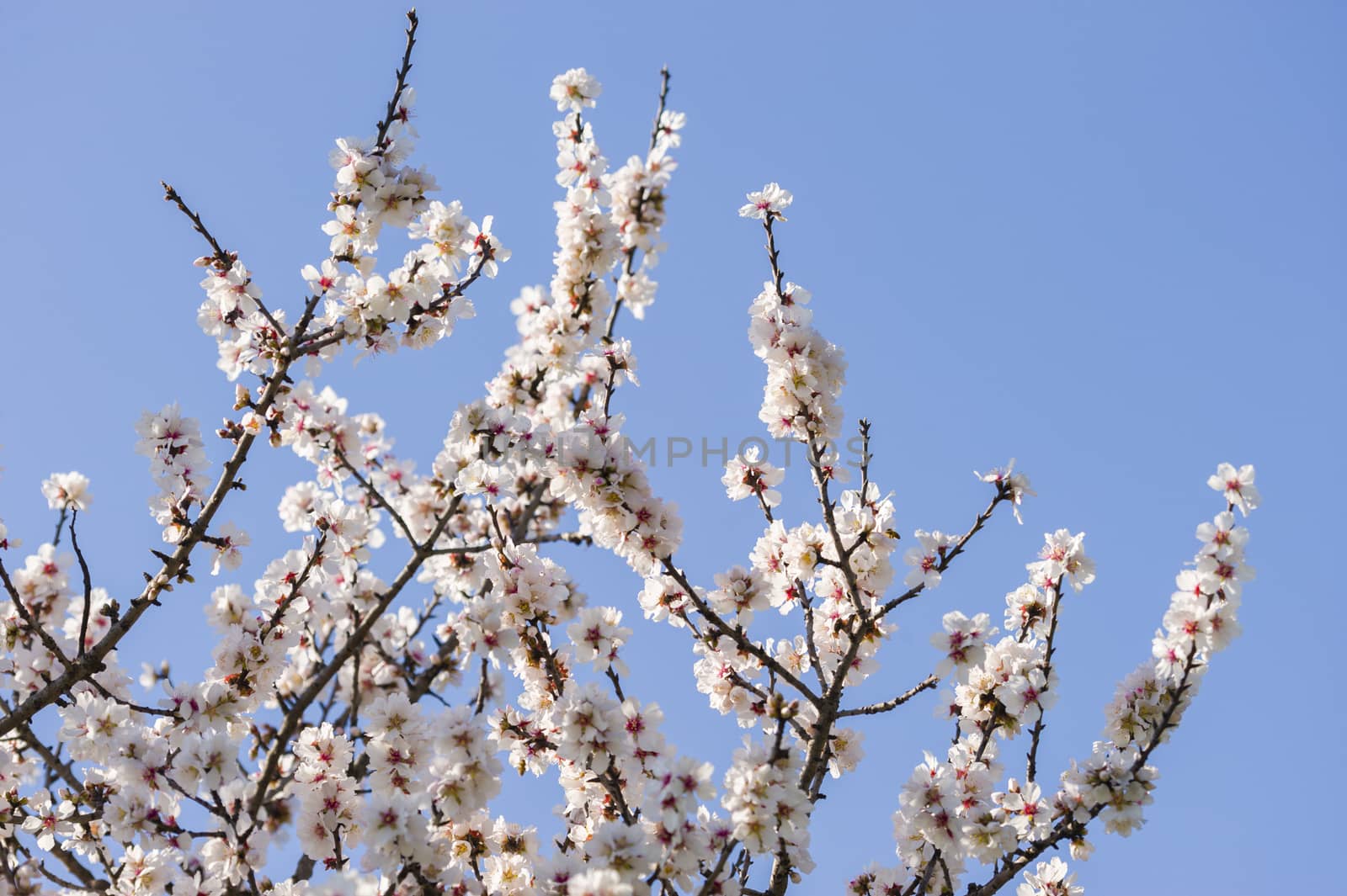 Japanese cherry tree flowers in full bloom in Spring