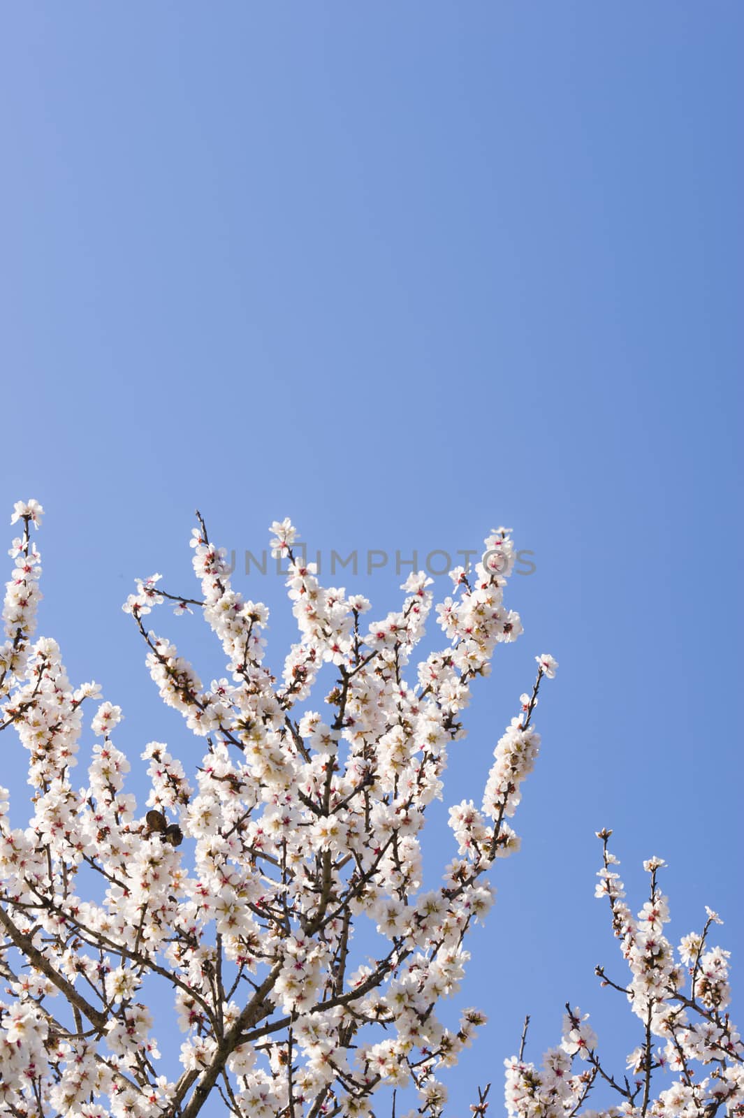 Japanese cherry tree flowers in full bloom in Spring