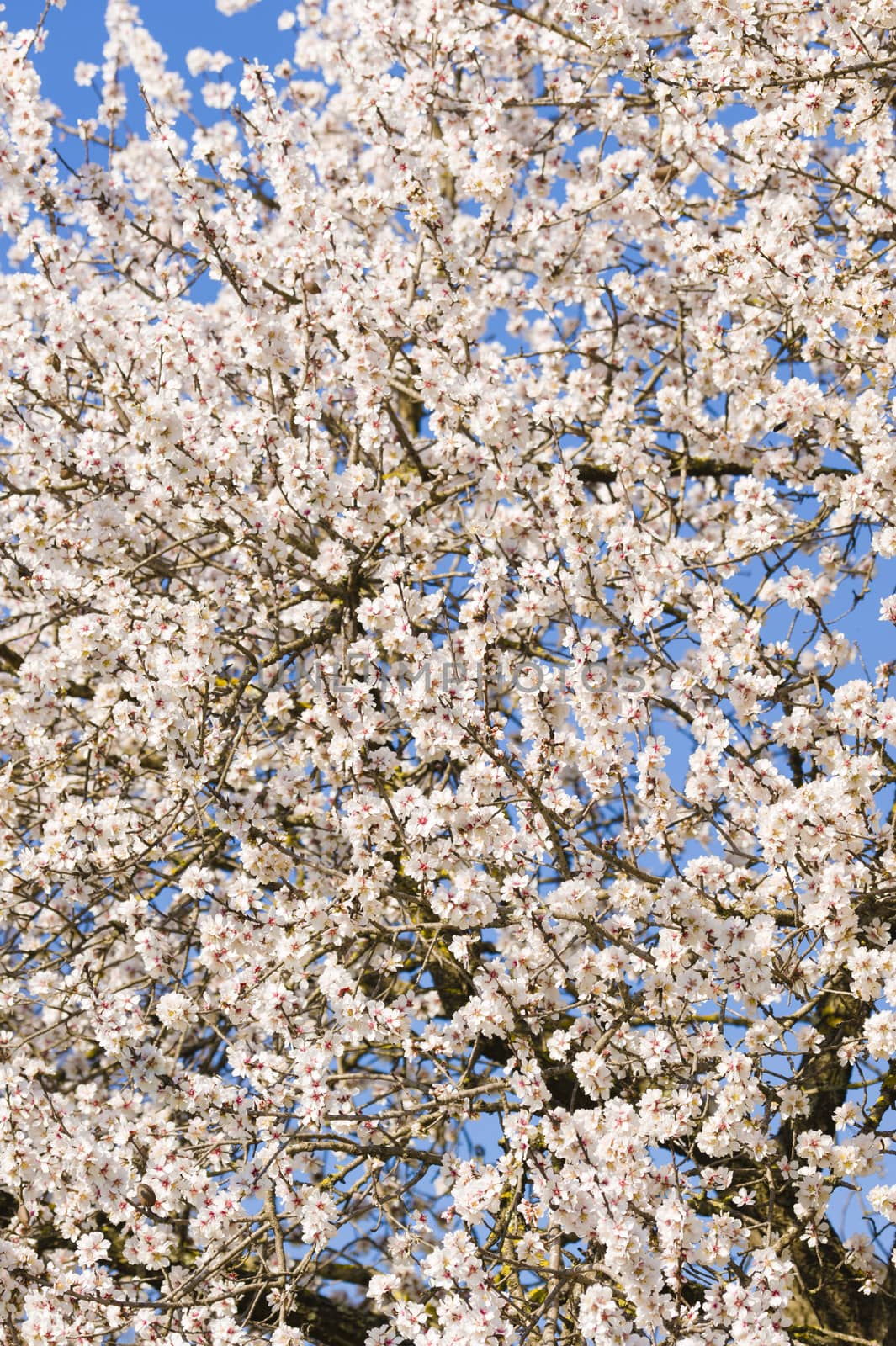Japanese cherry tree flowers in full bloom in Spring
