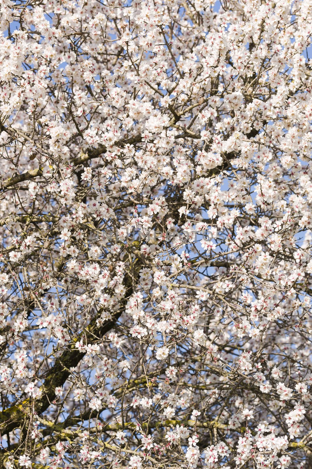 Japanese cherry tree flowers in full bloom in Spring